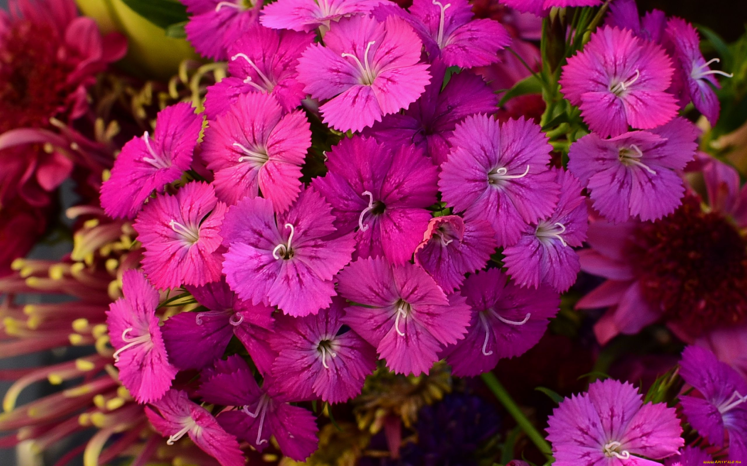 цветы, гвоздики, розовая, гвоздика, шабо