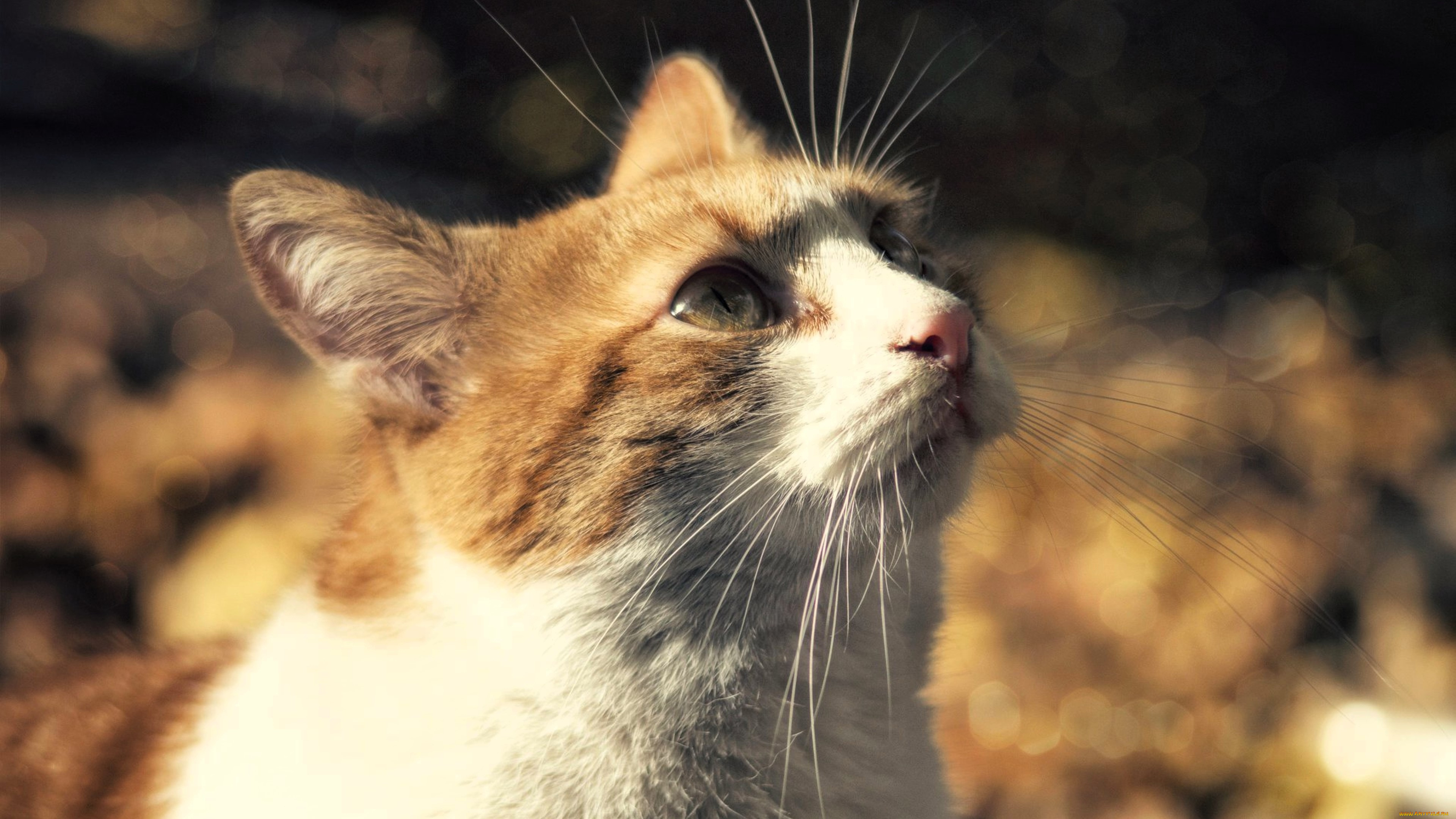 животные, коты, кот, голова, осень