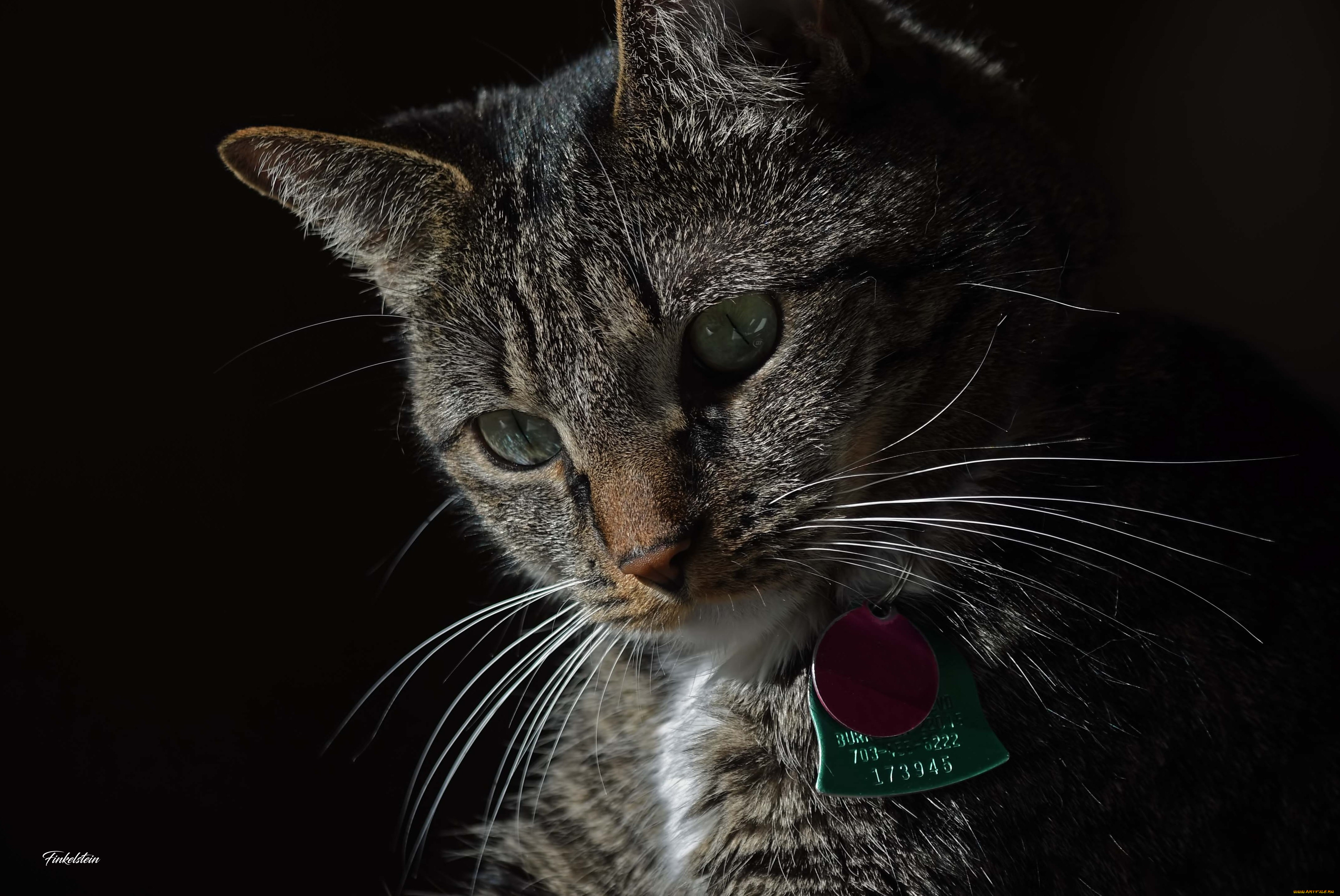 животные, коты, кот, кошка