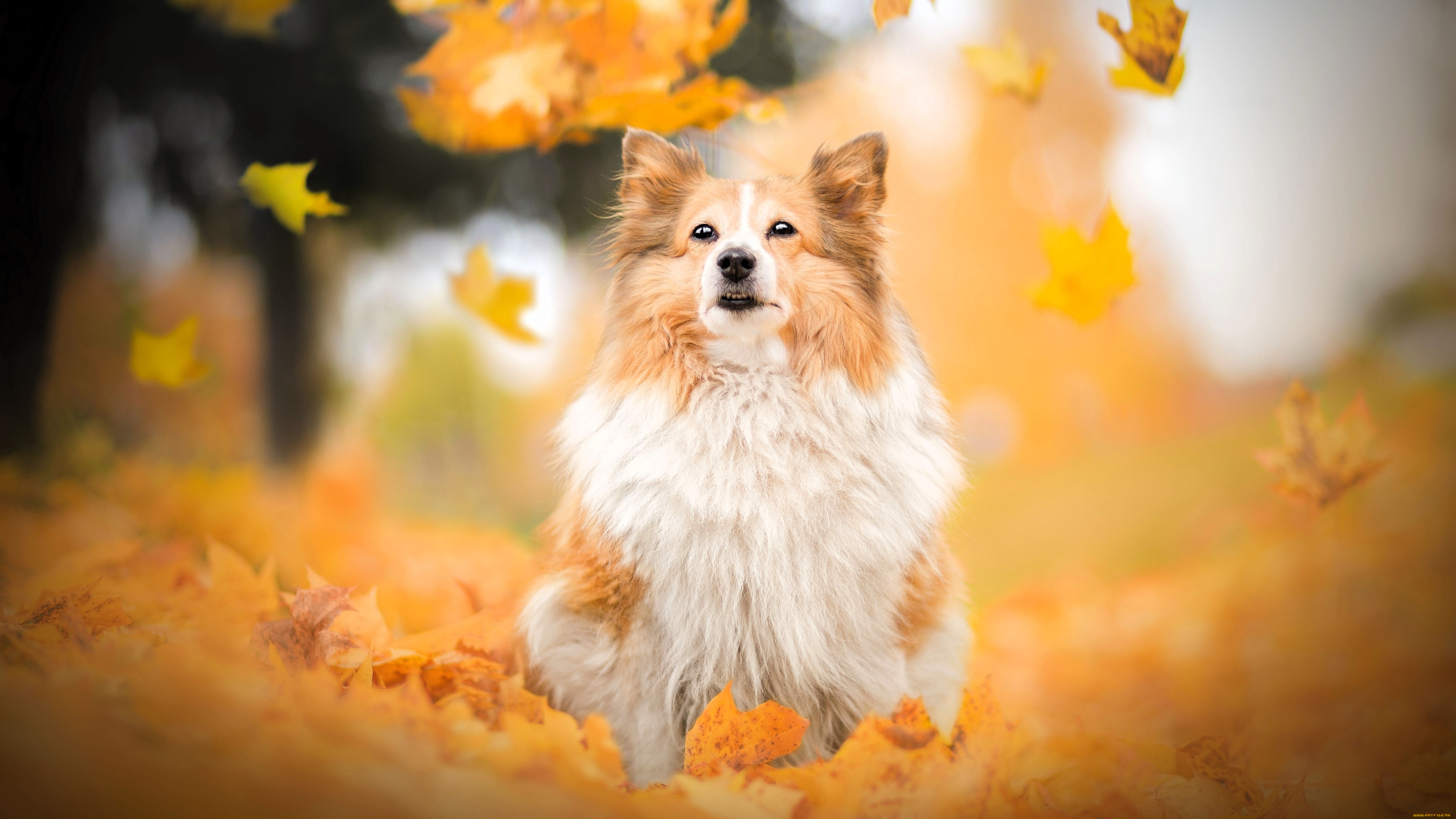 животные, собаки, собака, листья, осень