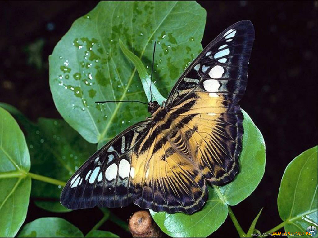 животные, бабочки
