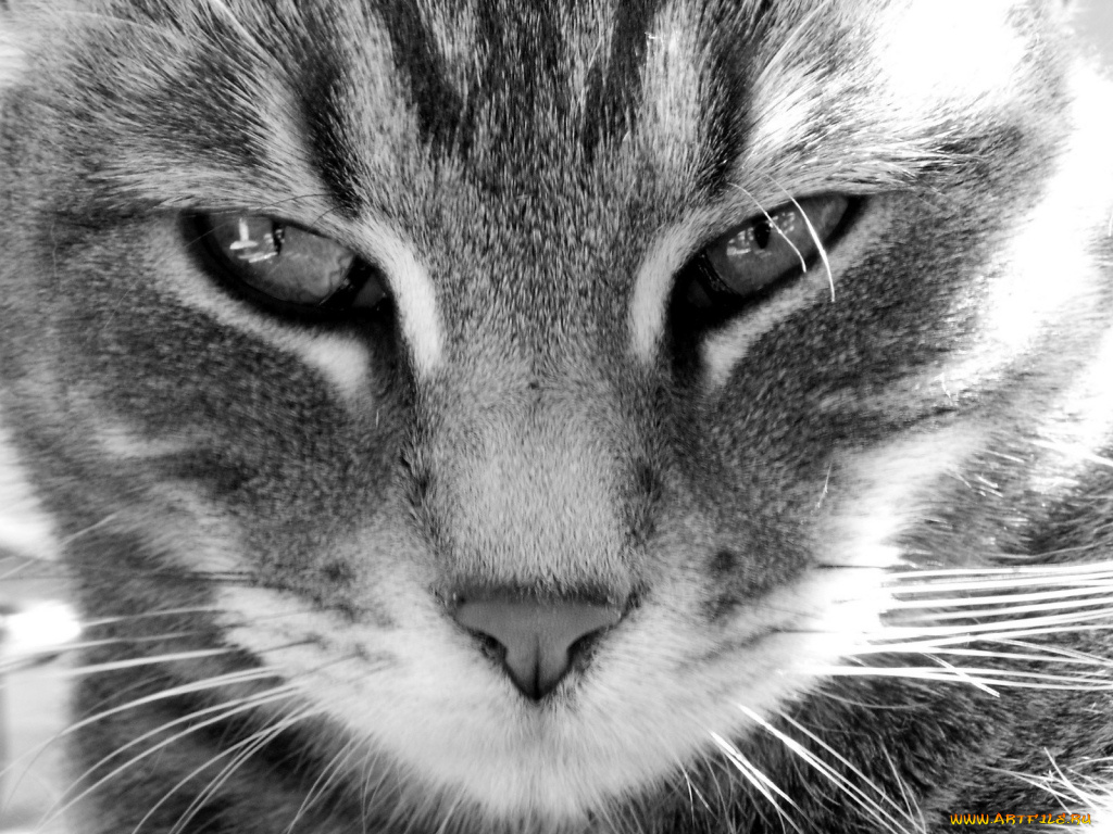 животные, коты