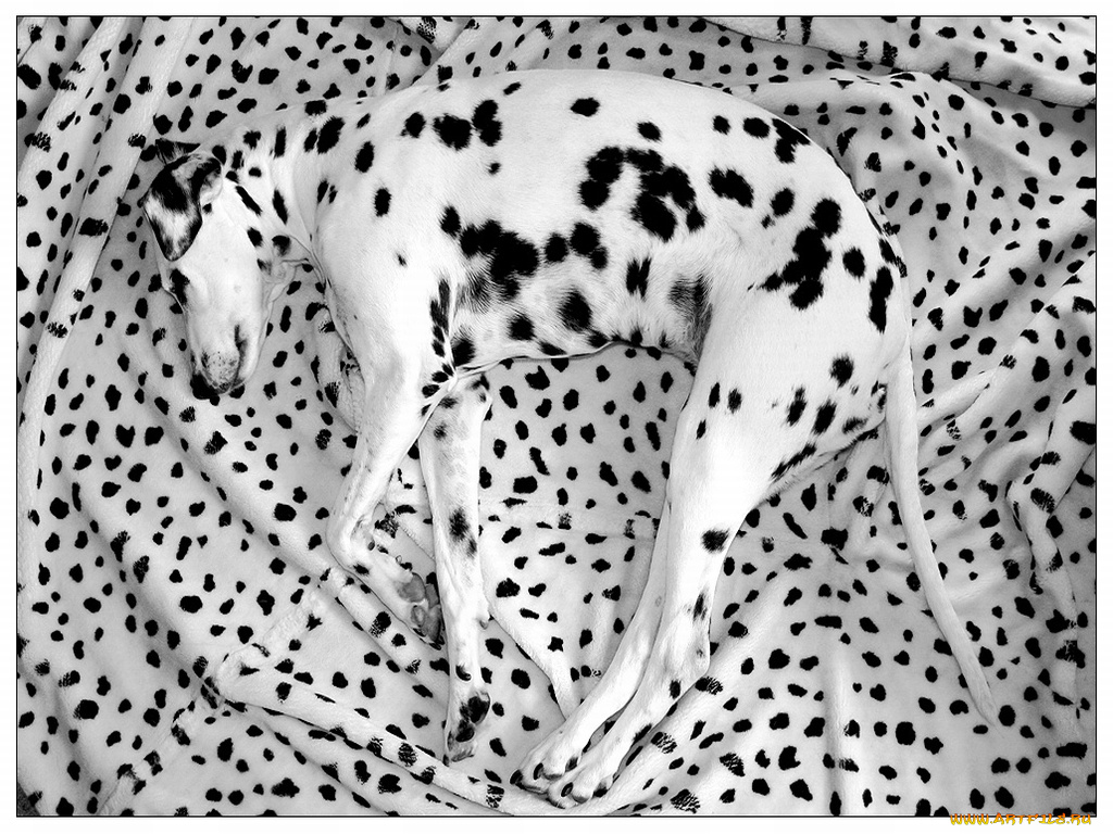 животные, собаки