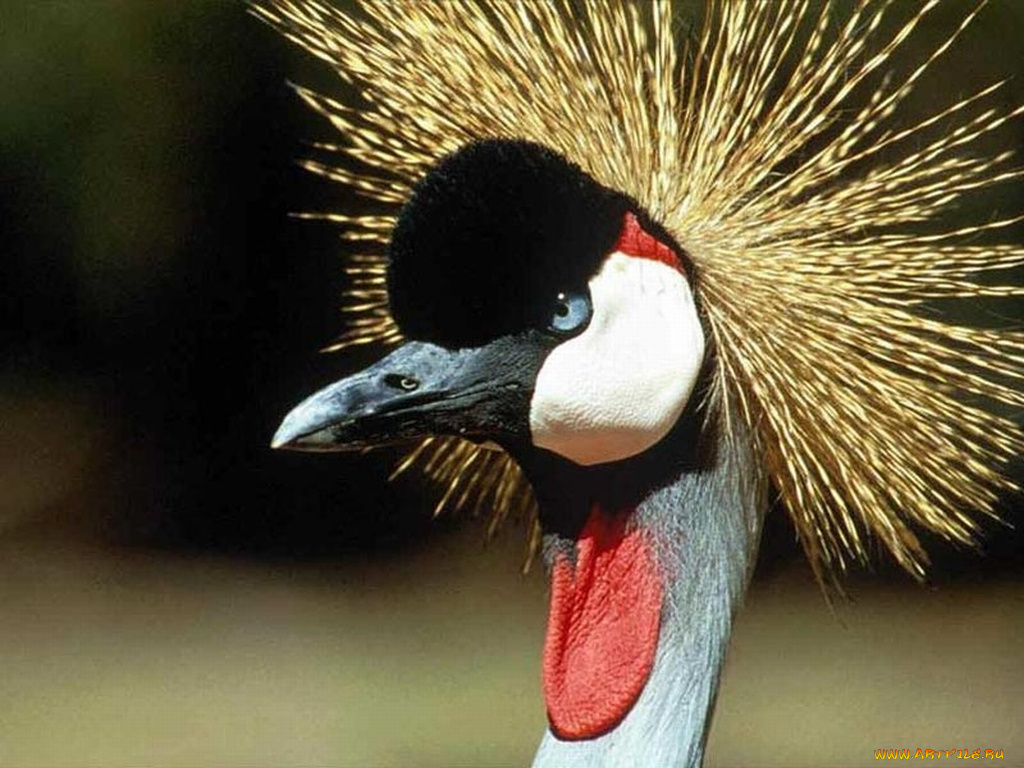 животные, журавли