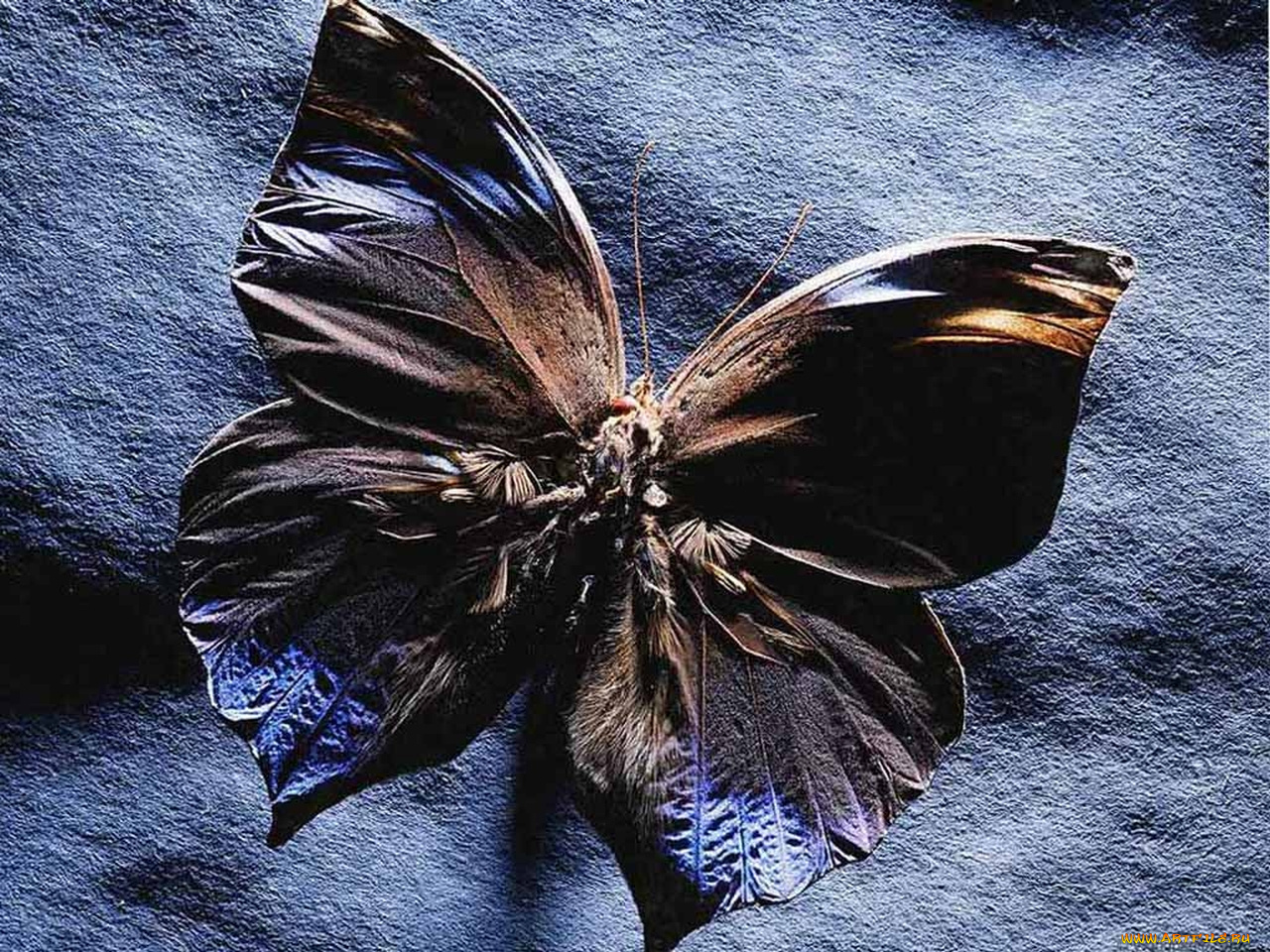 животные, бабочки