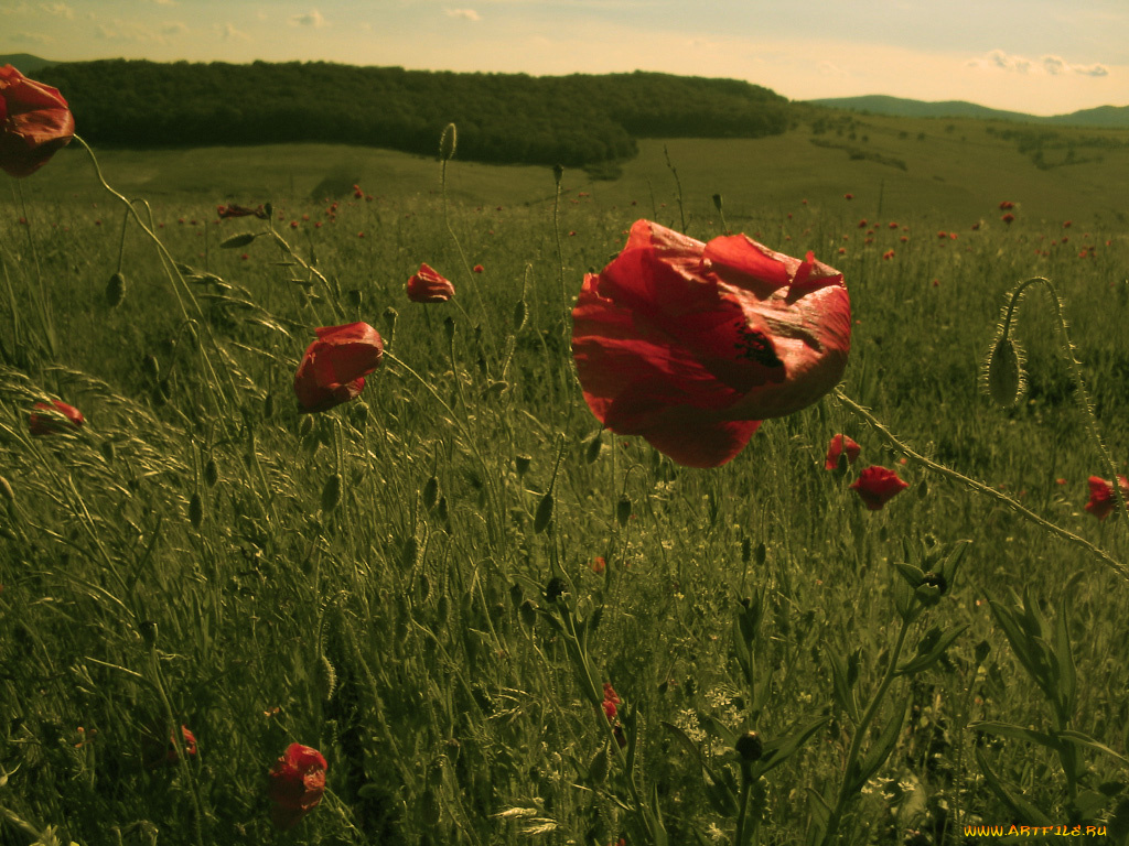 цветы, маки