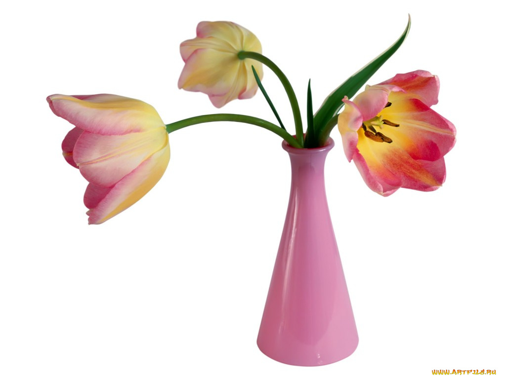 цветы, тюльпаны