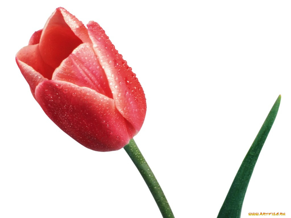 цветы, тюльпаны