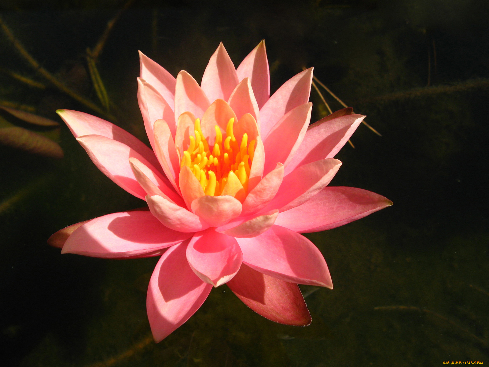 цветы, лилии, водяные, нимфеи, кувшинки