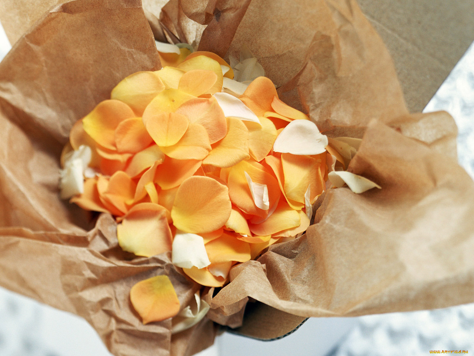 цветы, розы