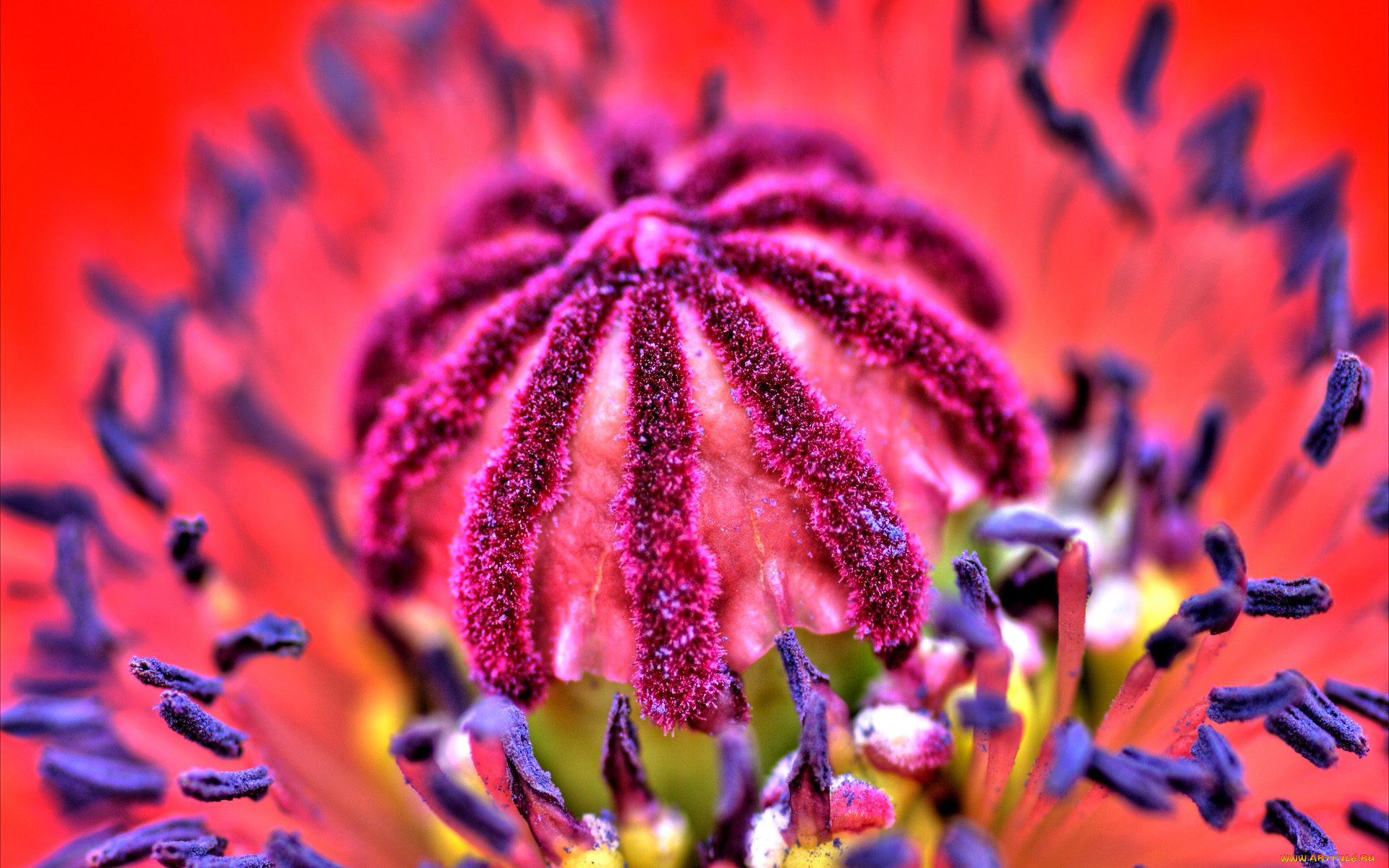 цветы, маки