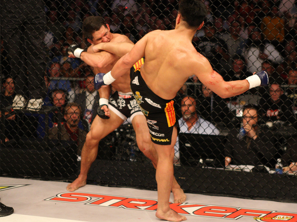 спорт, mix, fight