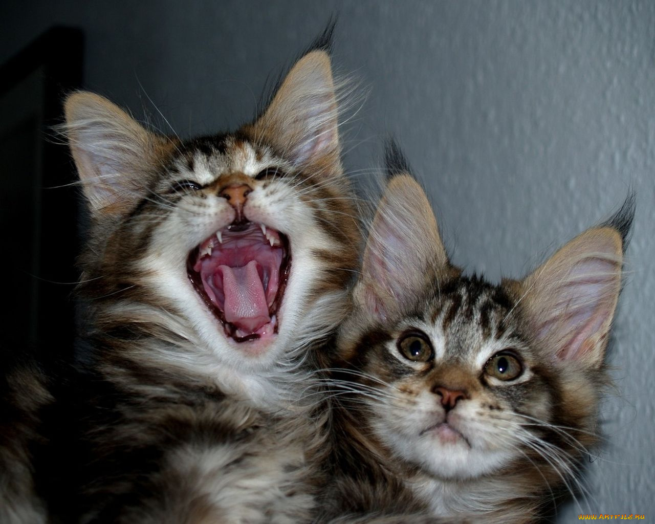 животные, коты