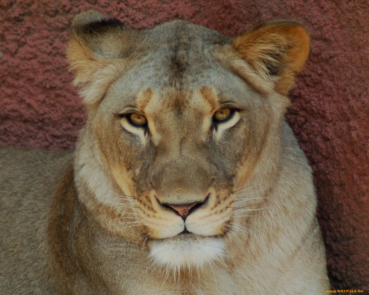 животные, львы