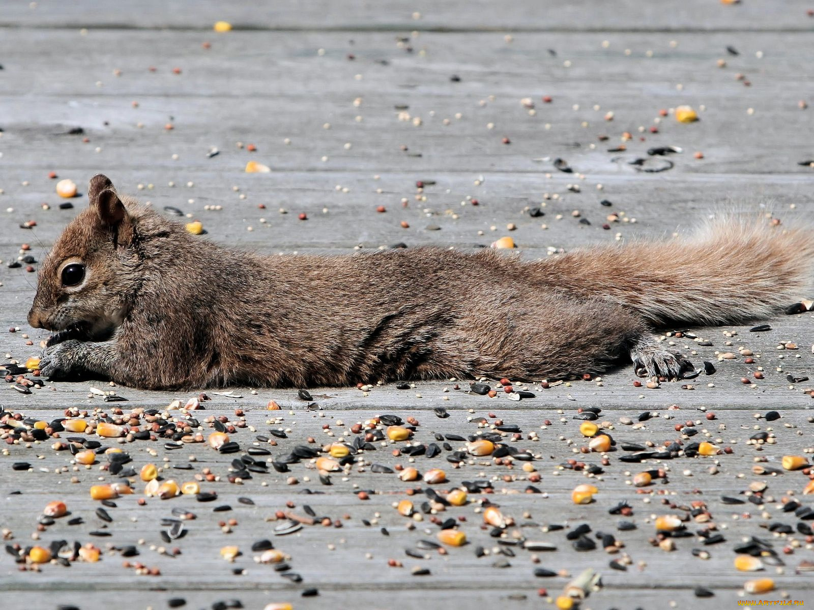 животные, белки
