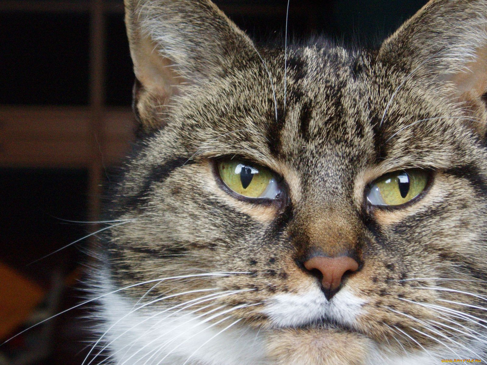 животные, коты