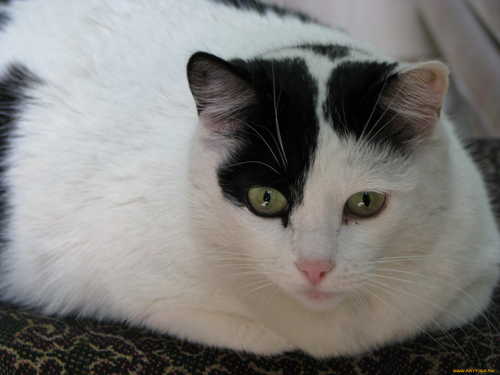 животные, коты