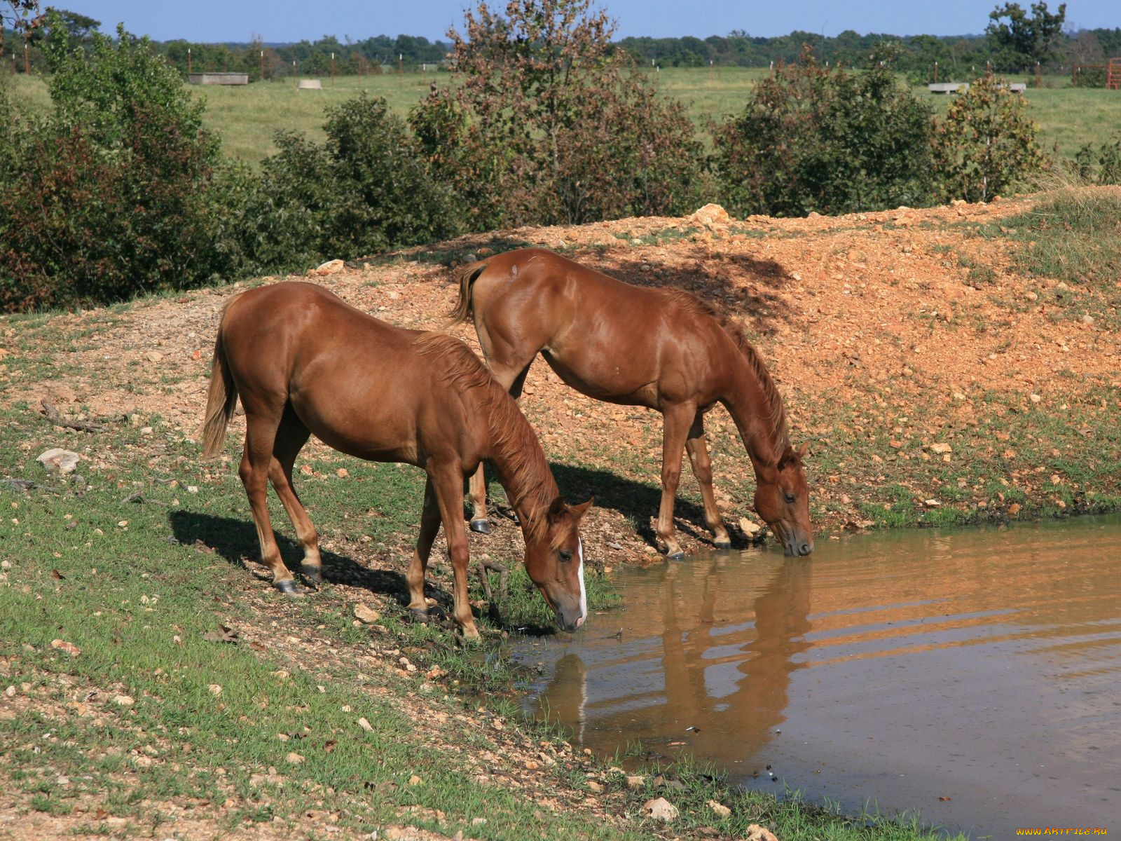 животные, лошади