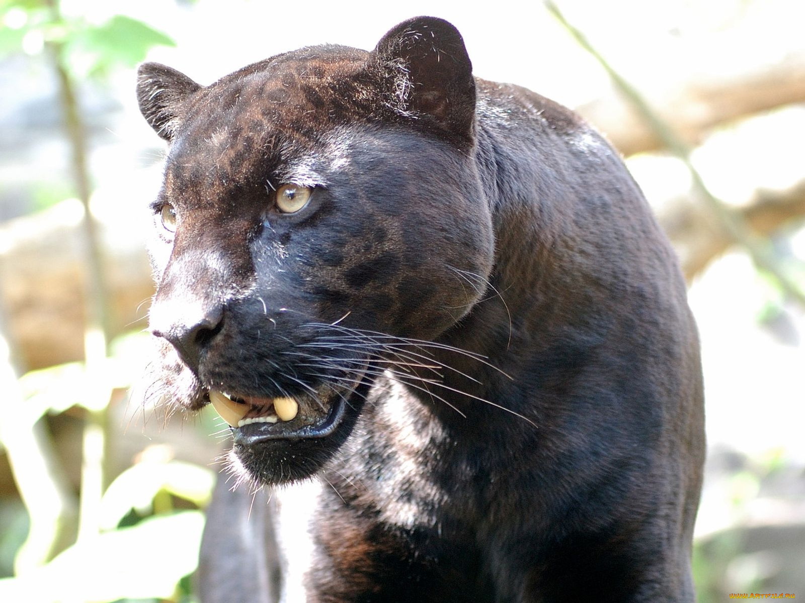 животные, пантеры