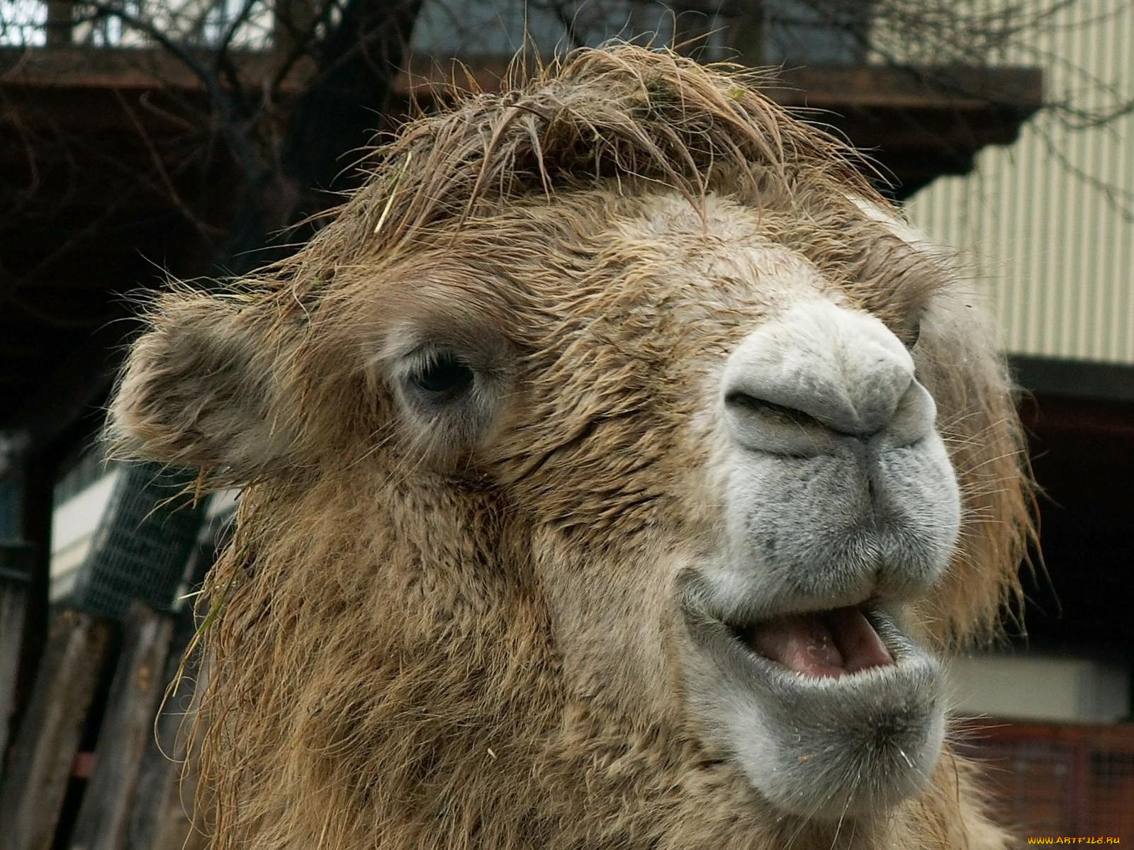 животные, верблюды