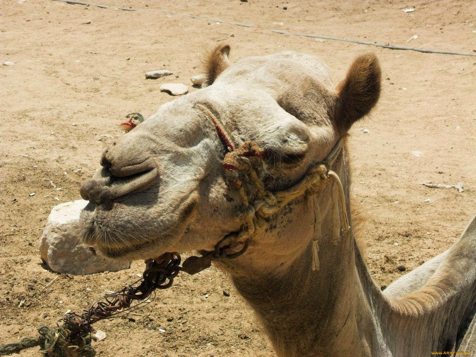 животные, верблюды