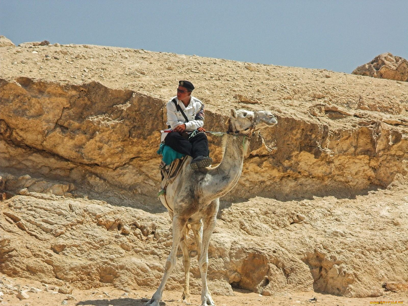 животные, верблюды