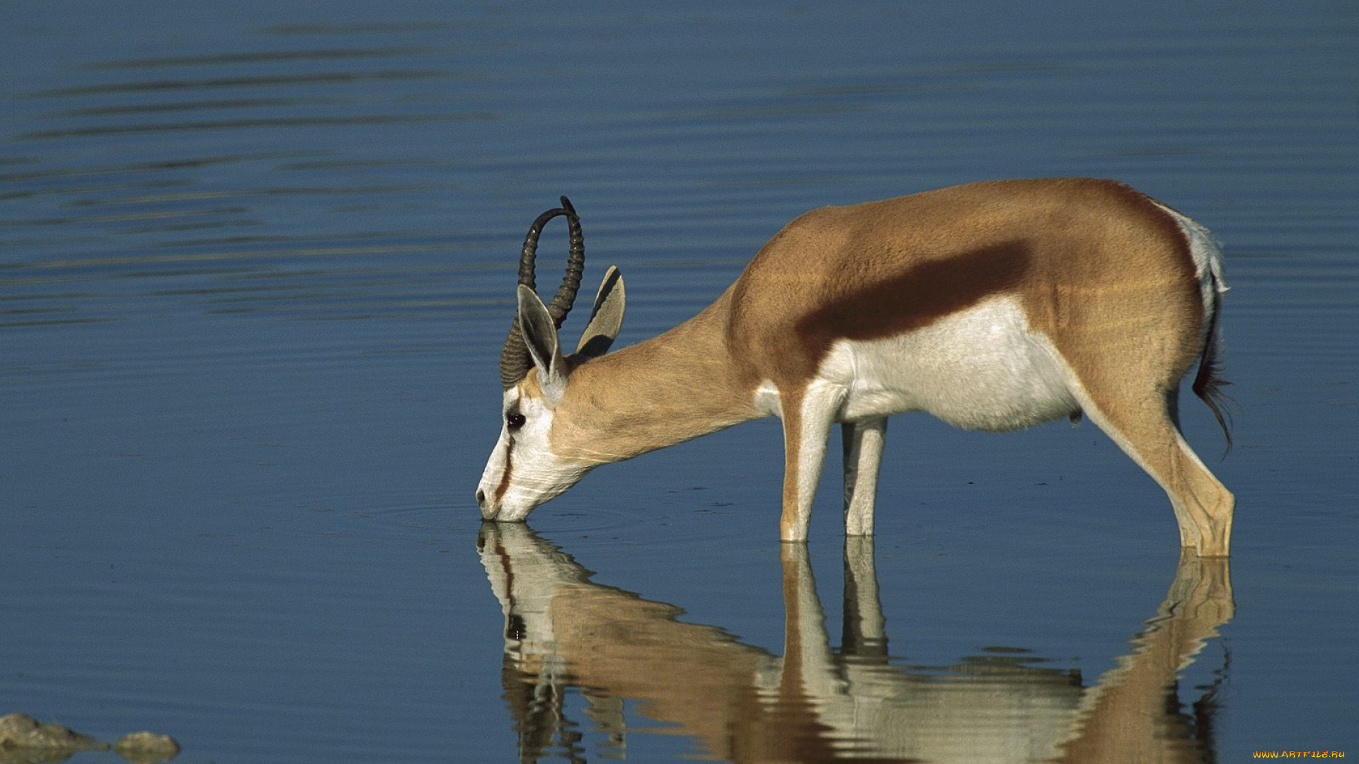 животные, антилопы