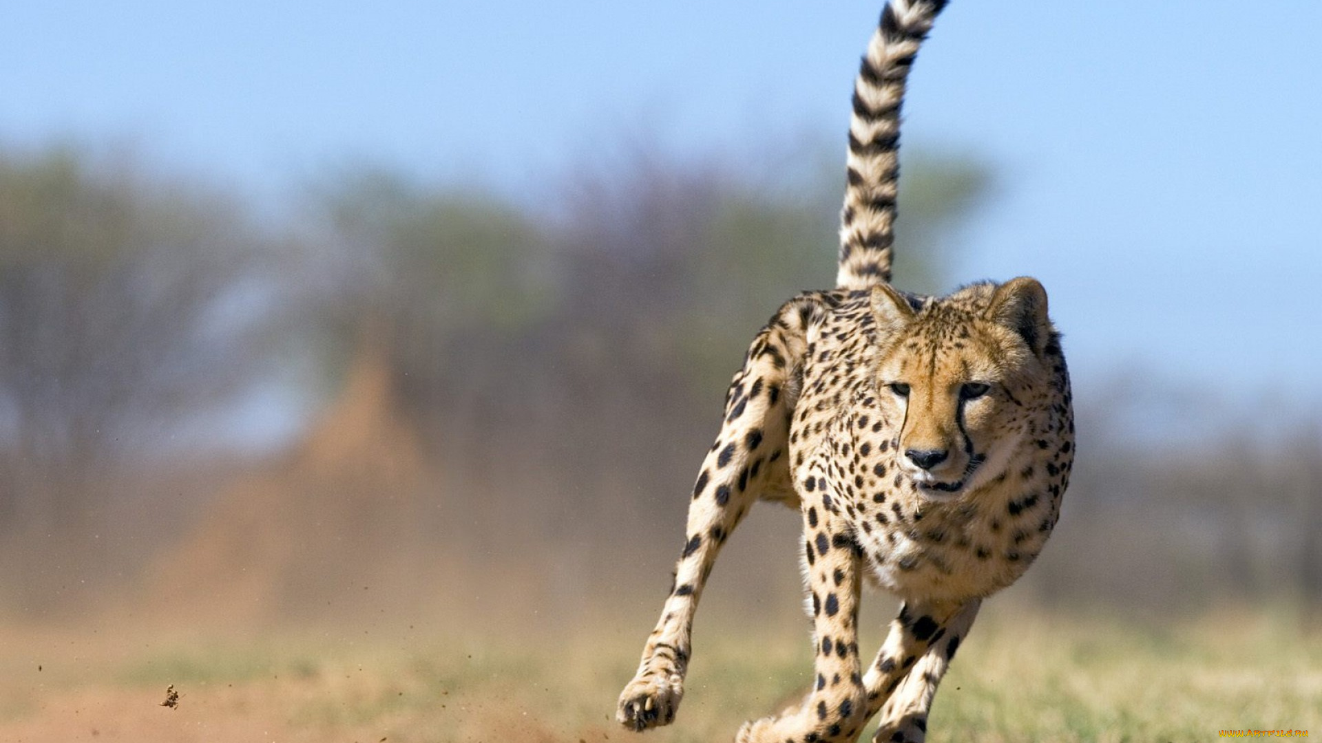животные, гепарды