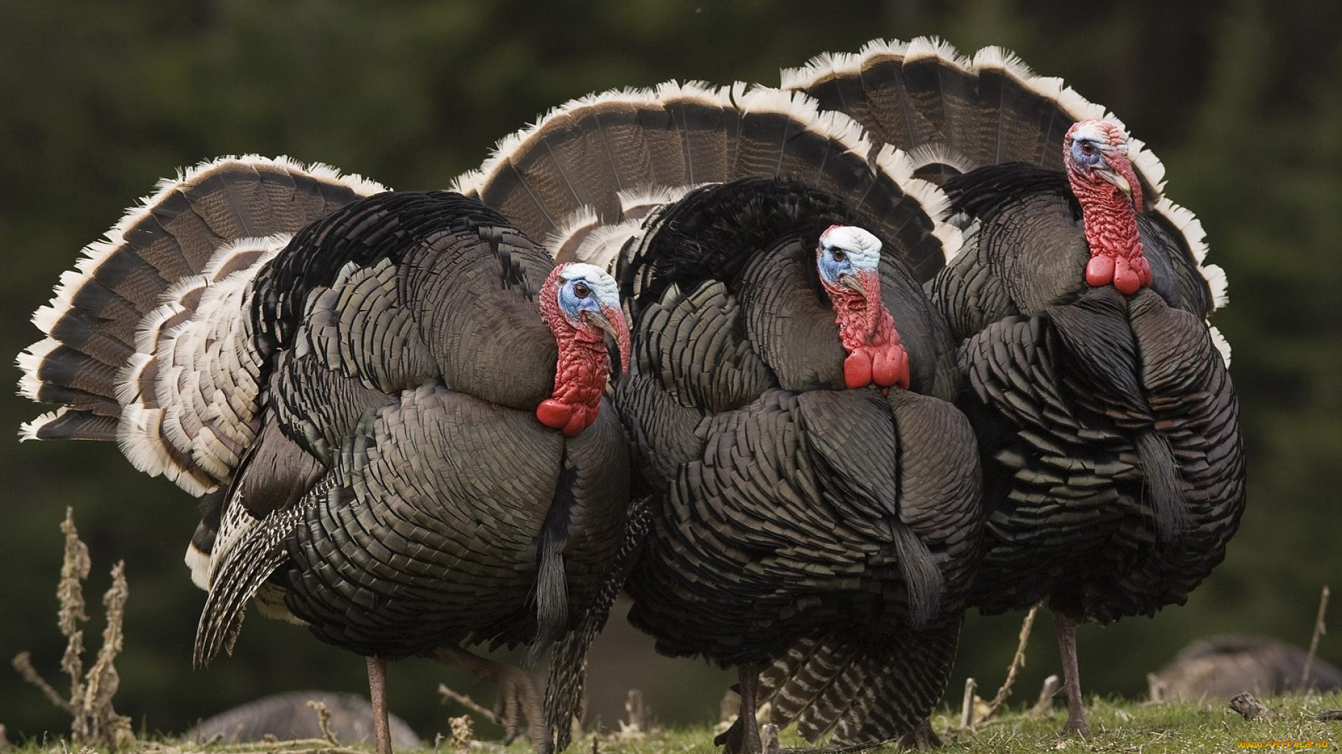 животные, индюки