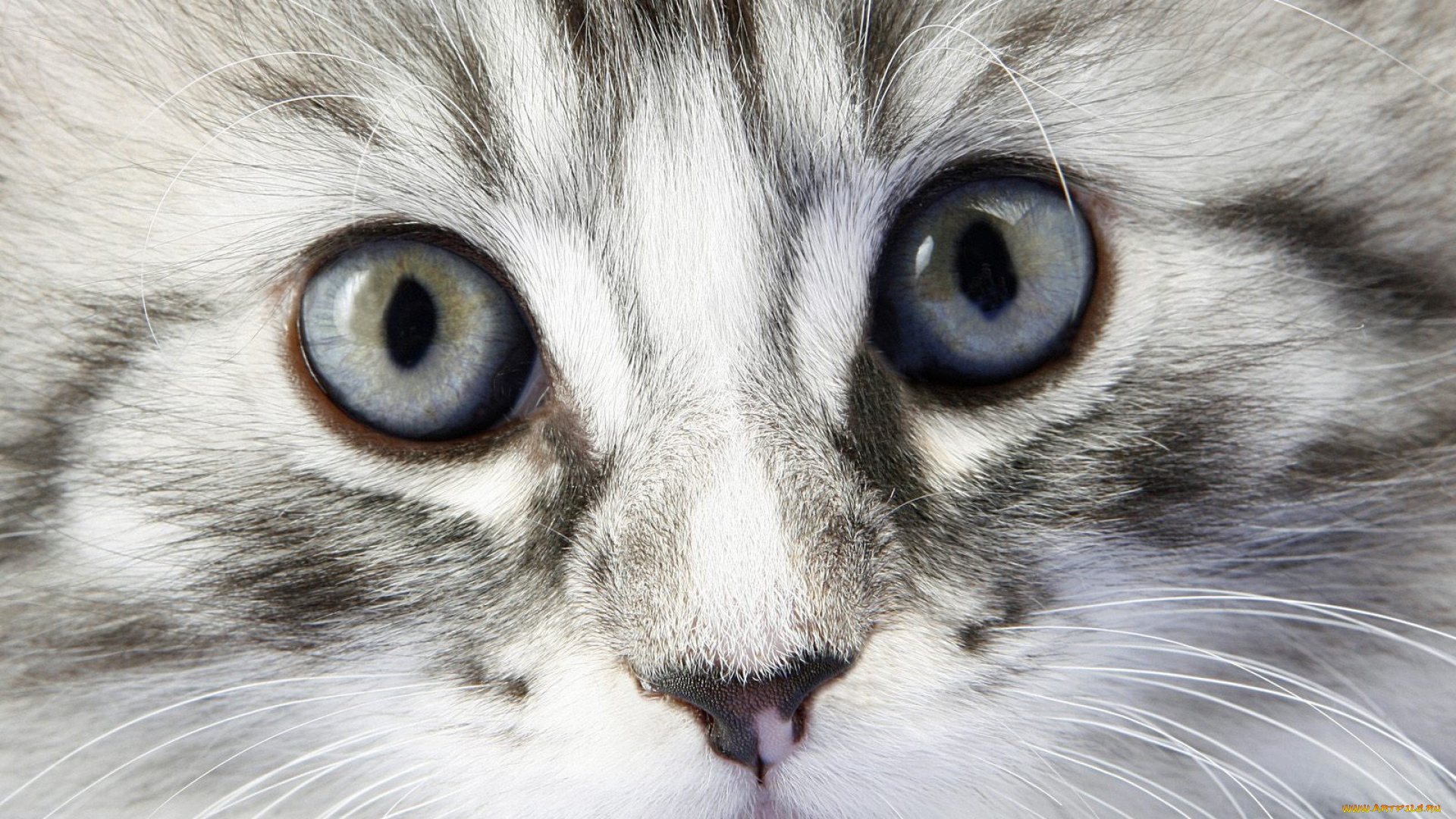 животные, коты