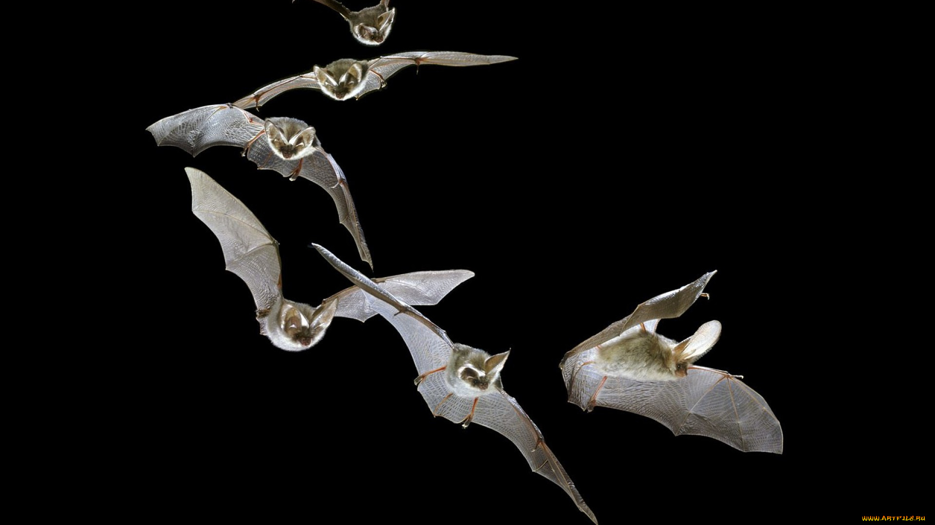 животные, летучие, мыши