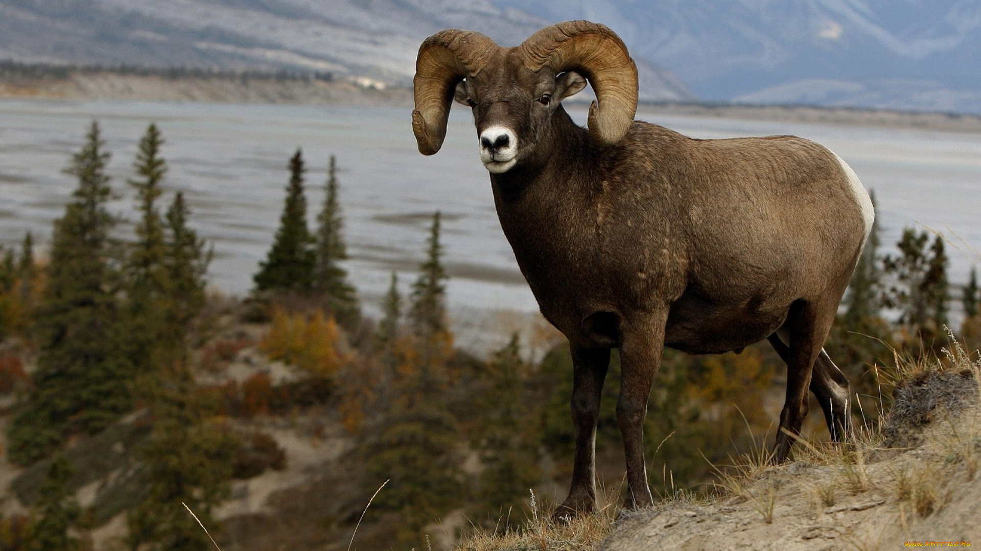 животные, овцы, бараны