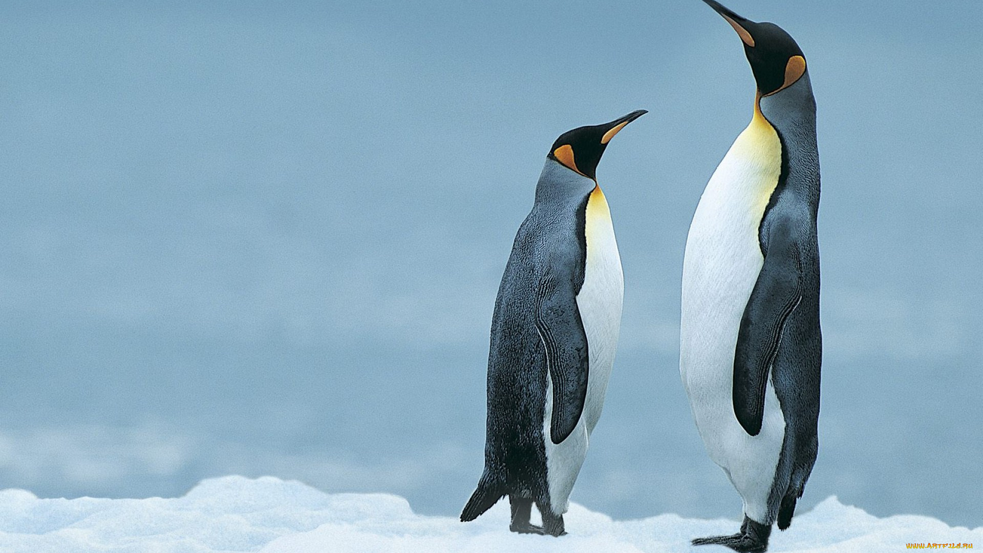животные, пингвины