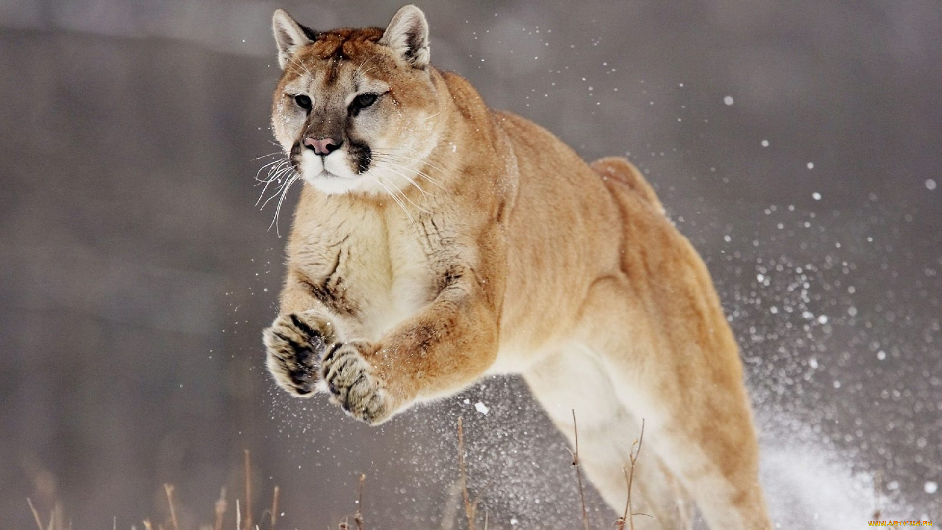 животные, пумы