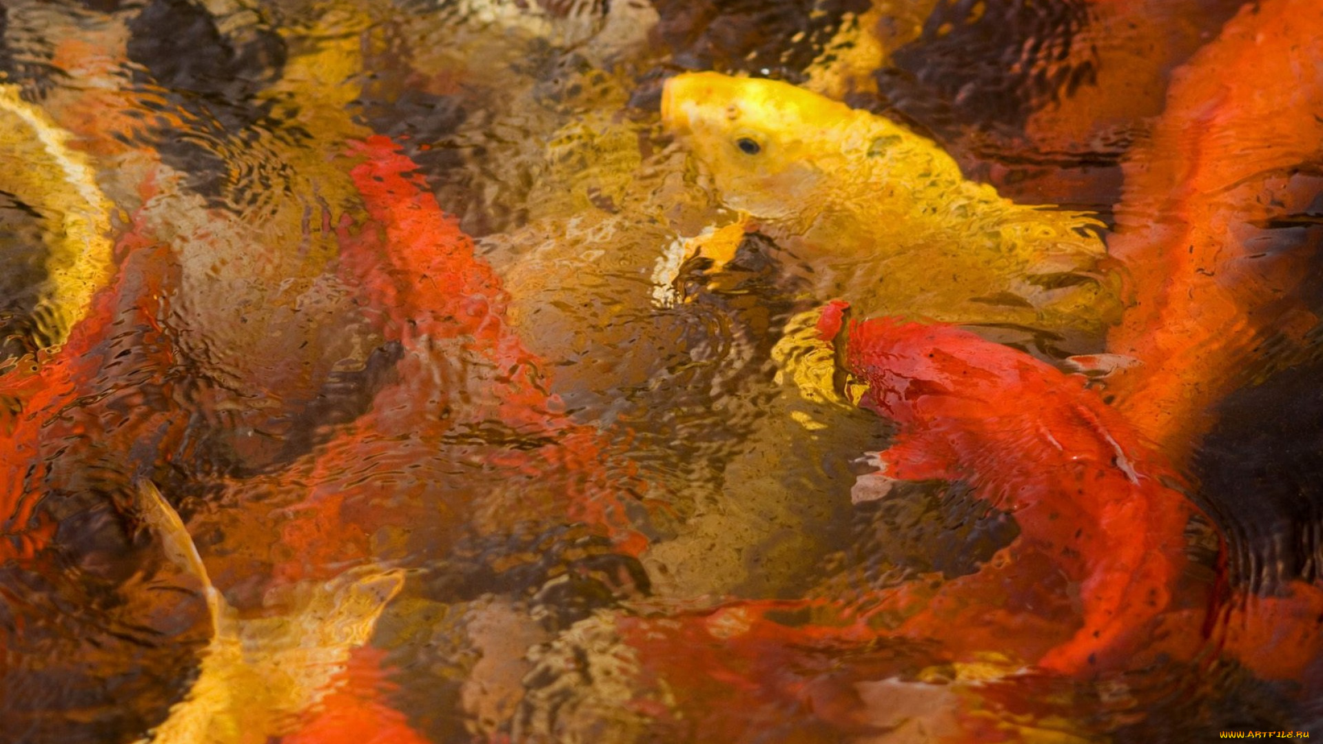 животные, рыбы