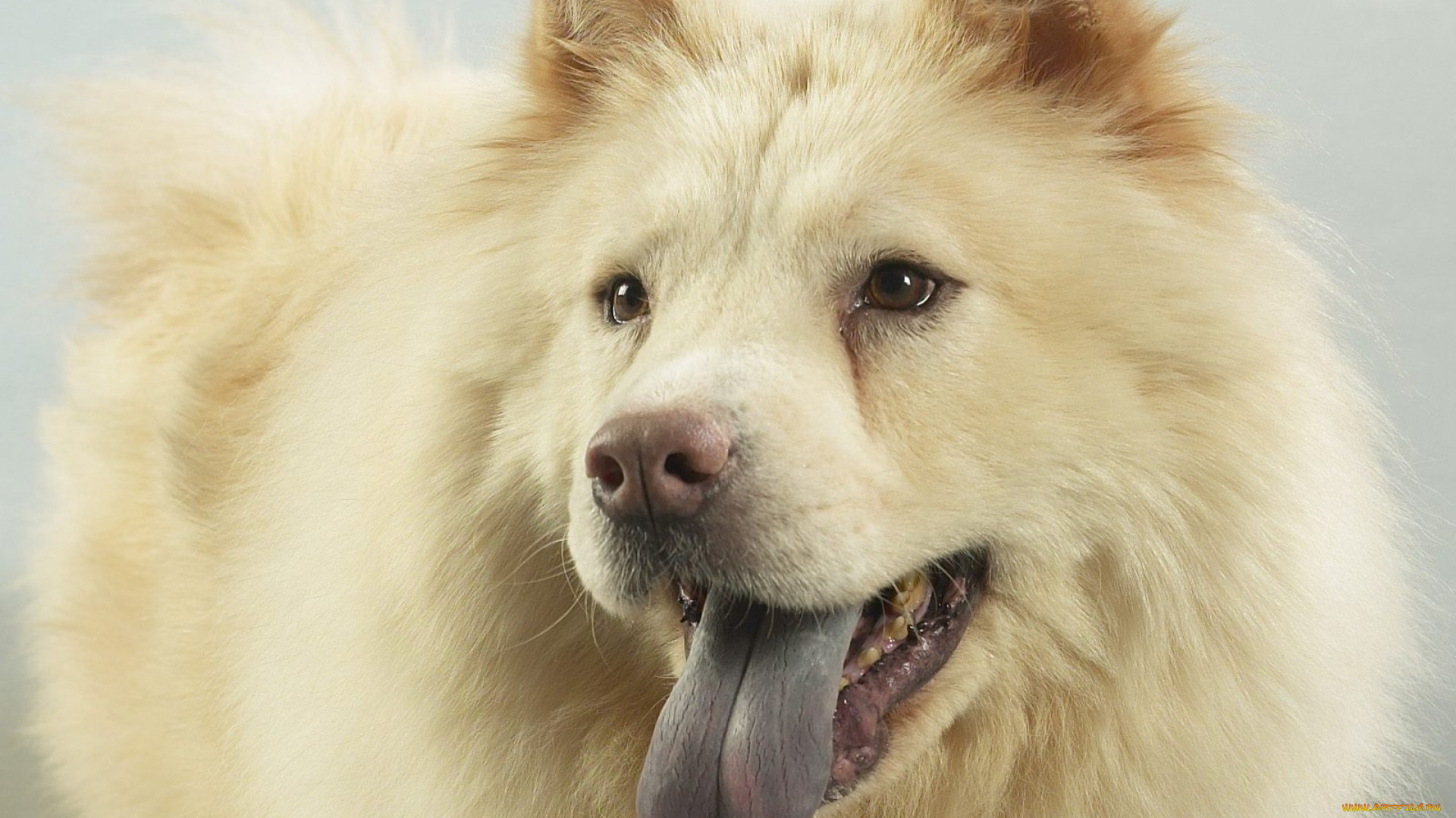 животные, собаки