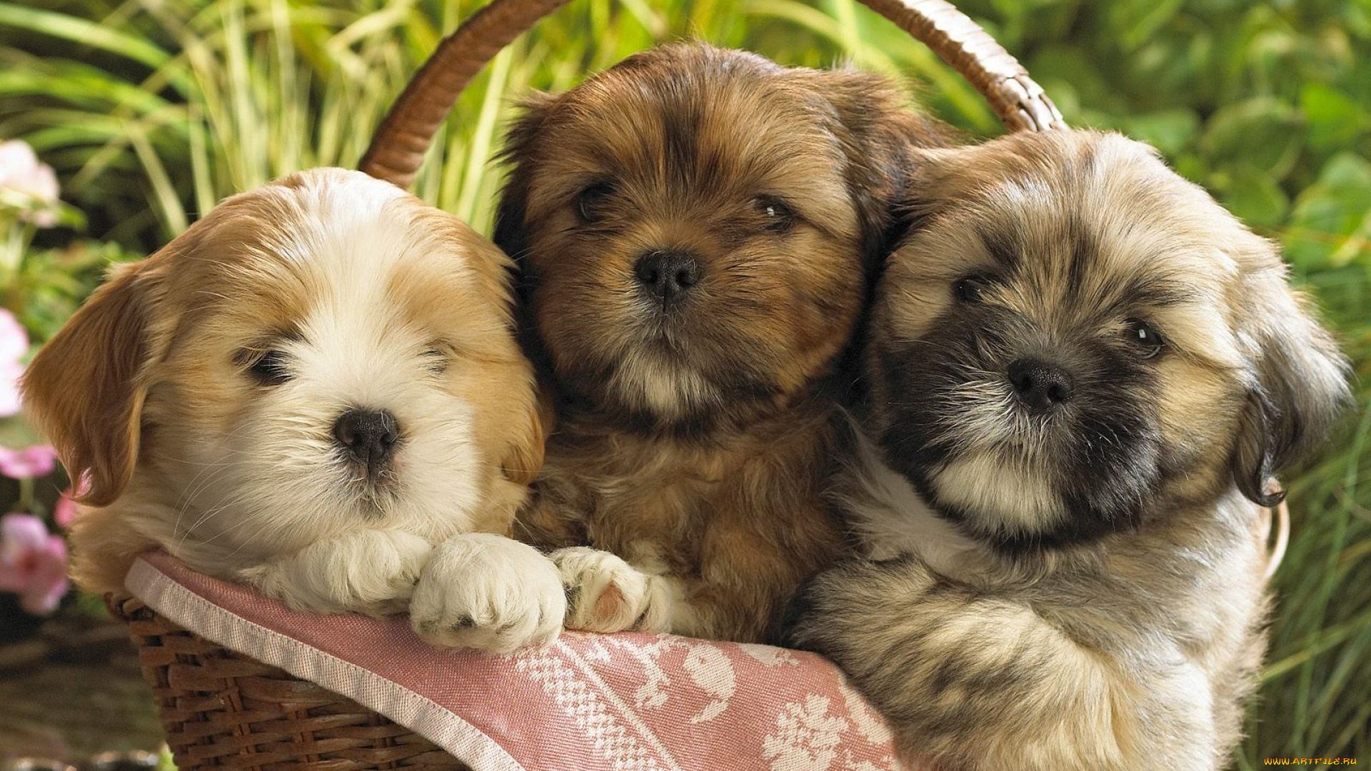 животные, собаки