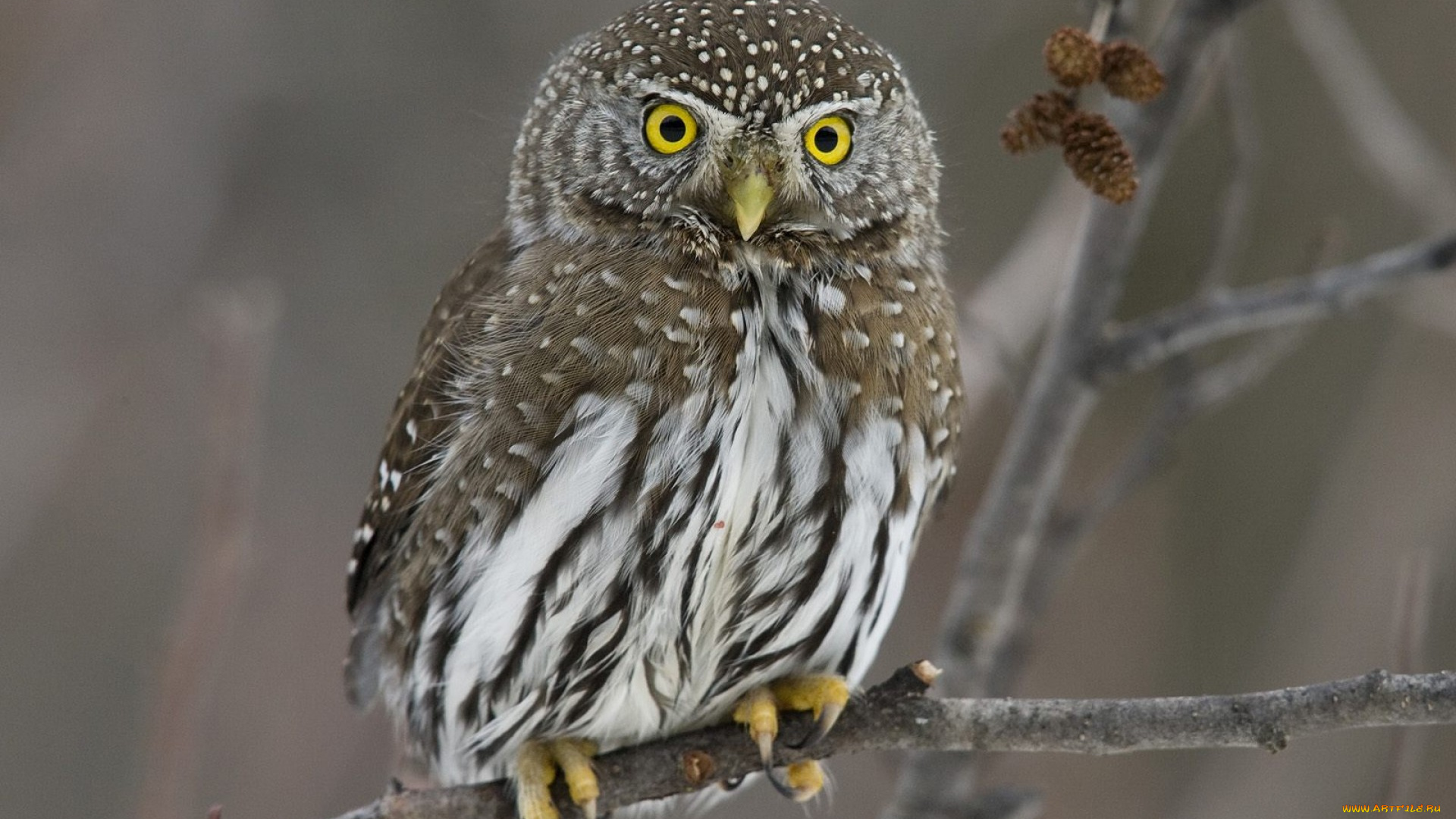 животные, совы