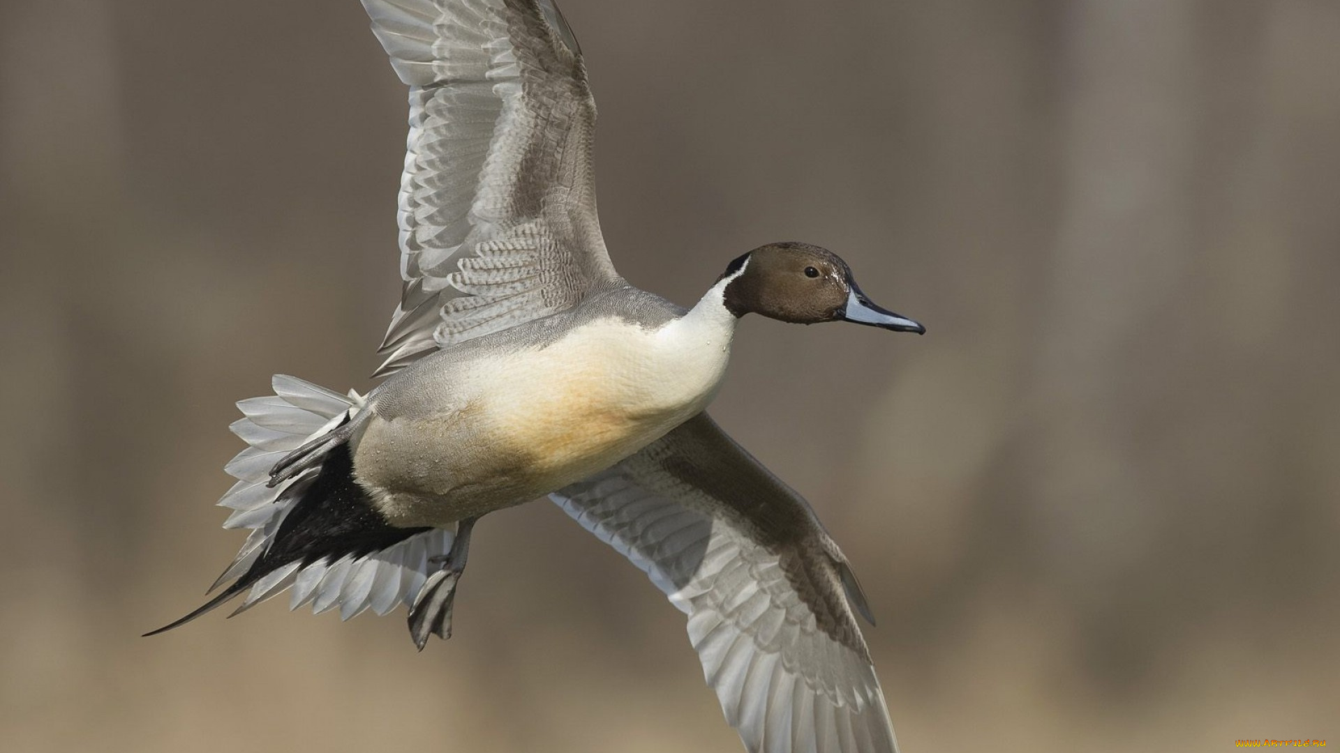 животные, утки