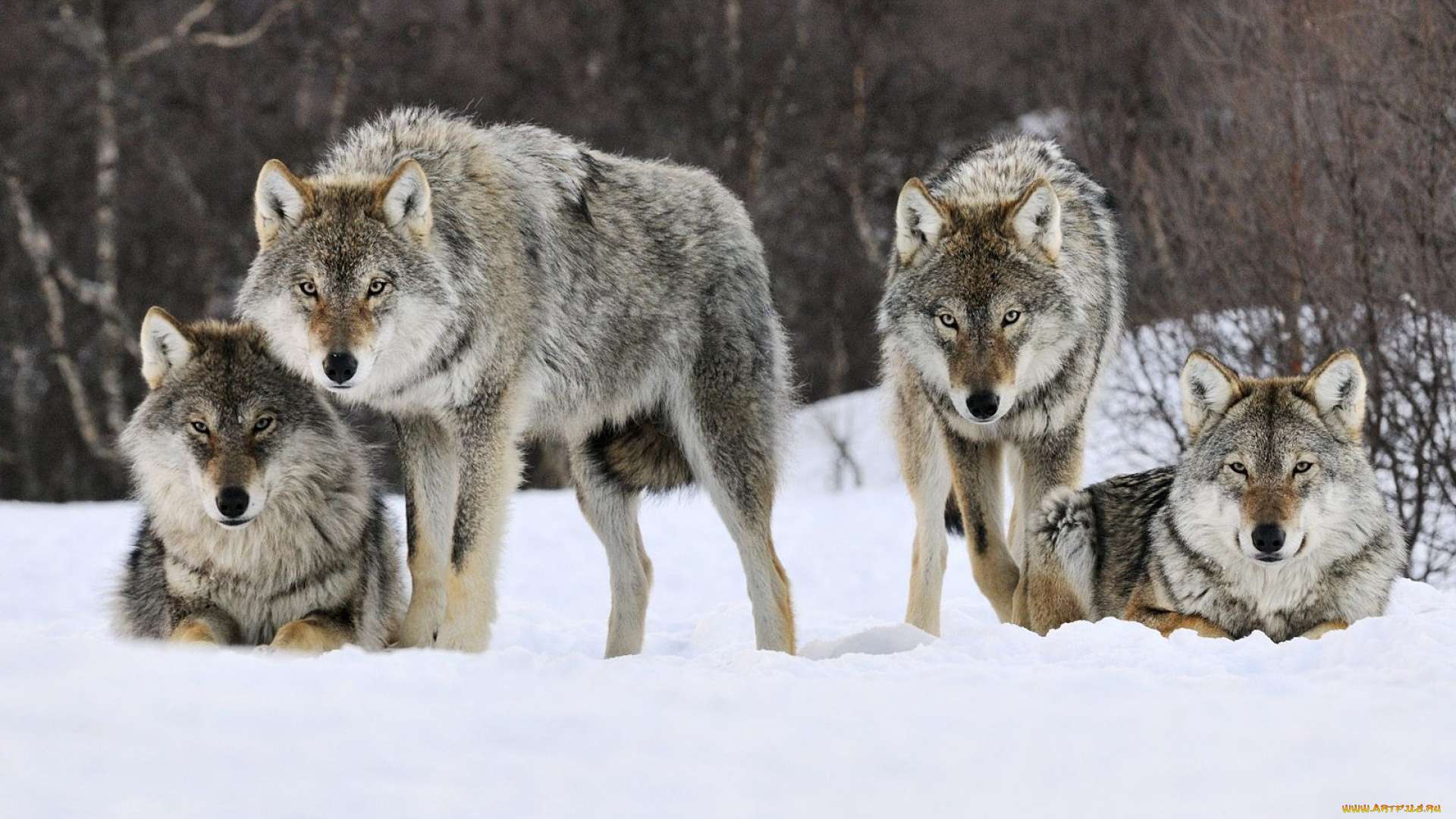 животные, волки