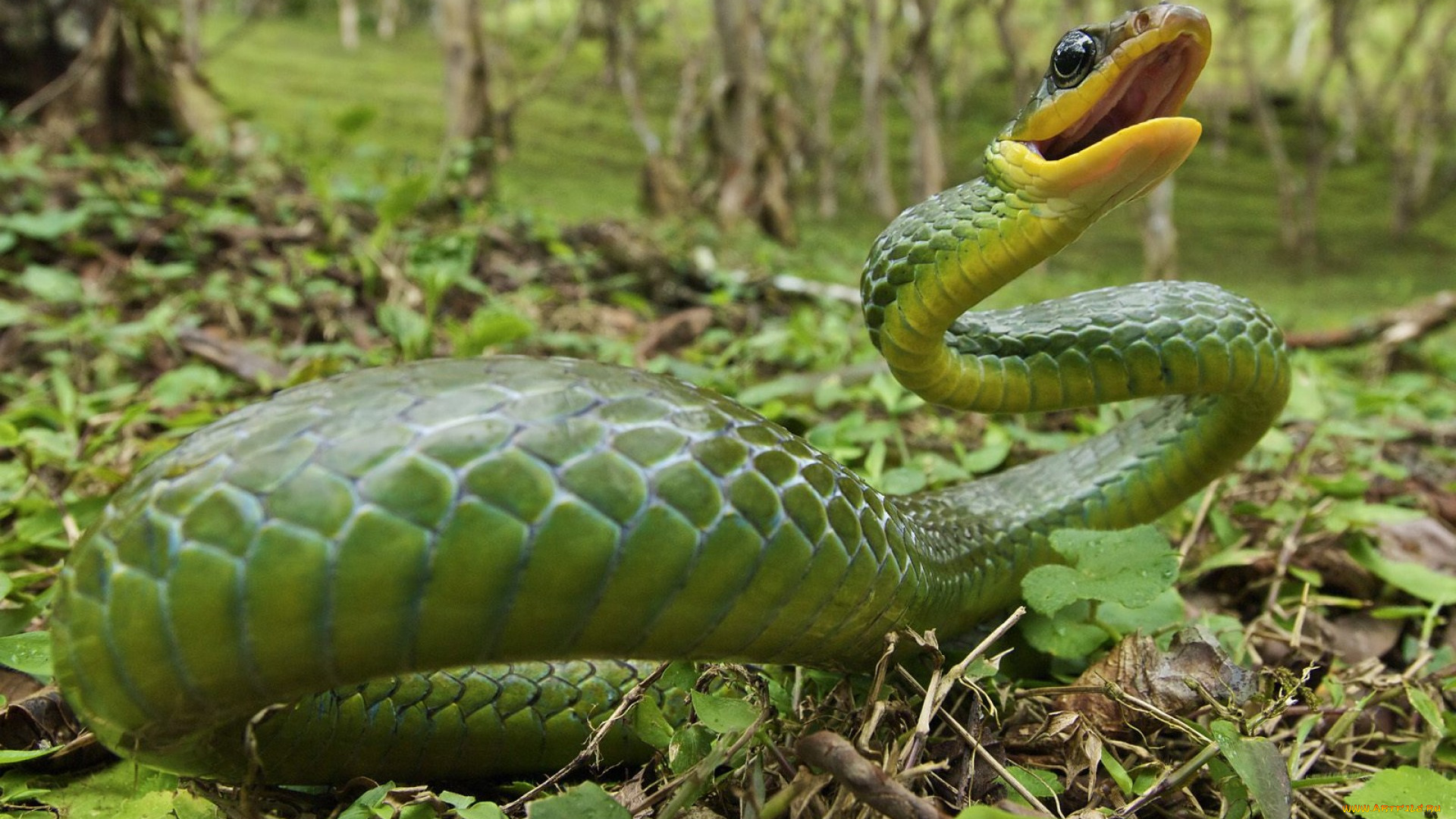 животные, змеи, питоны, кобры