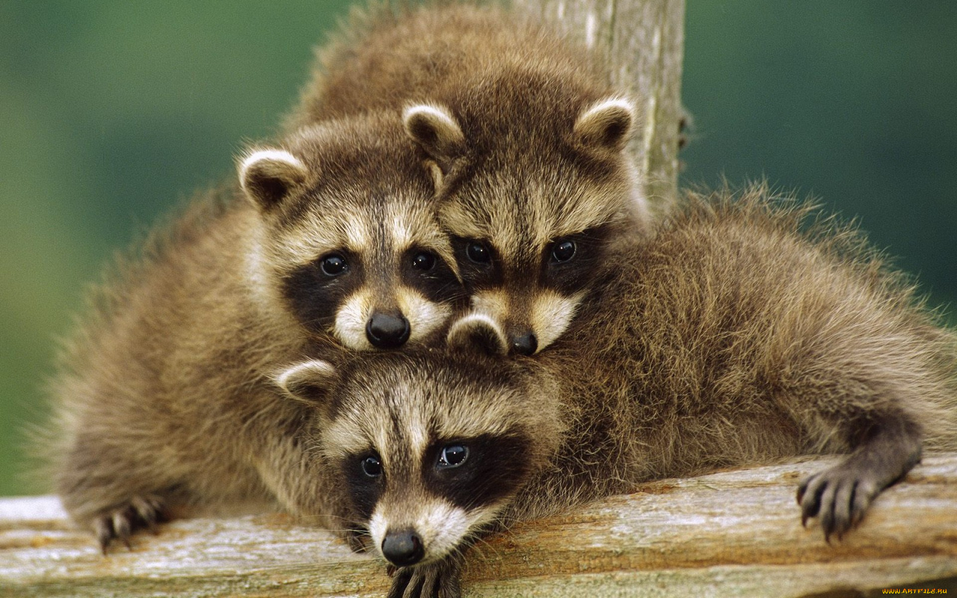 животные, еноты