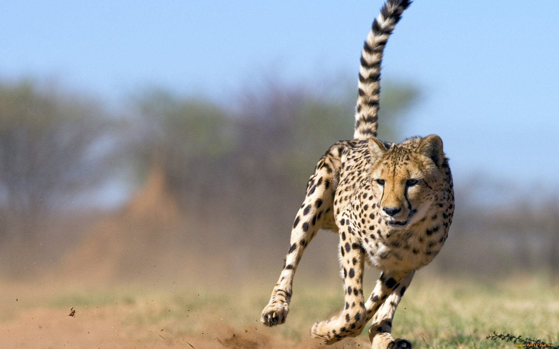 животные, гепарды
