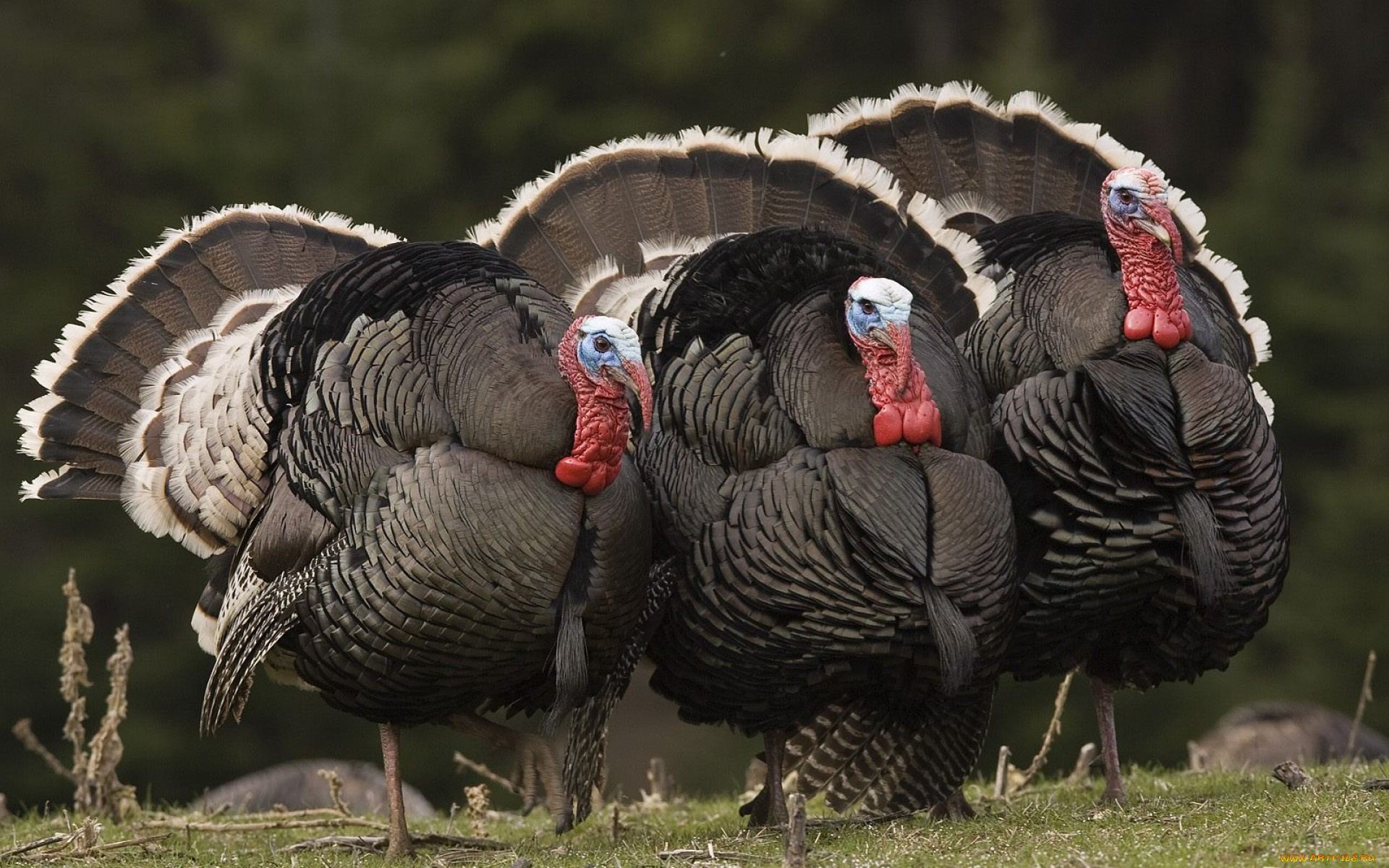 животные, индюки