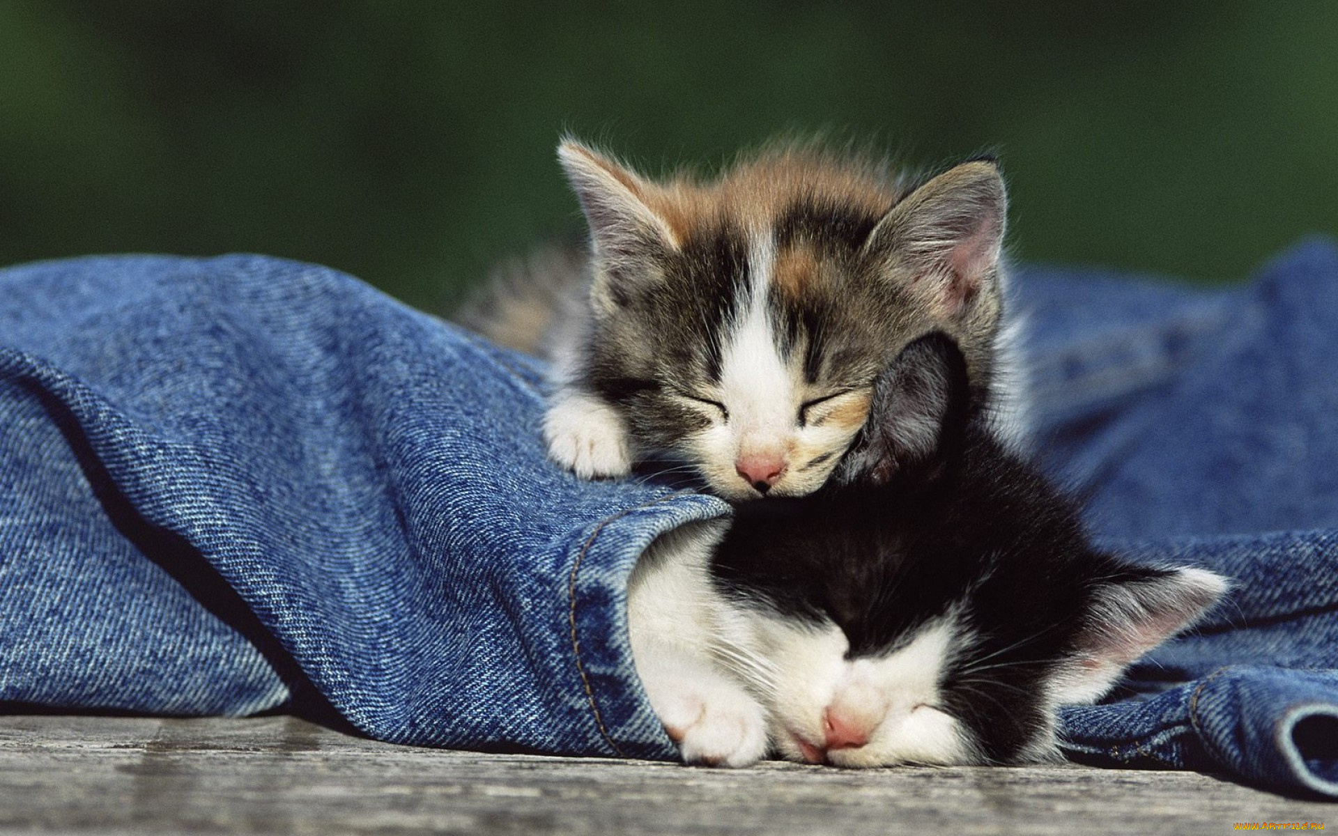 животные, коты