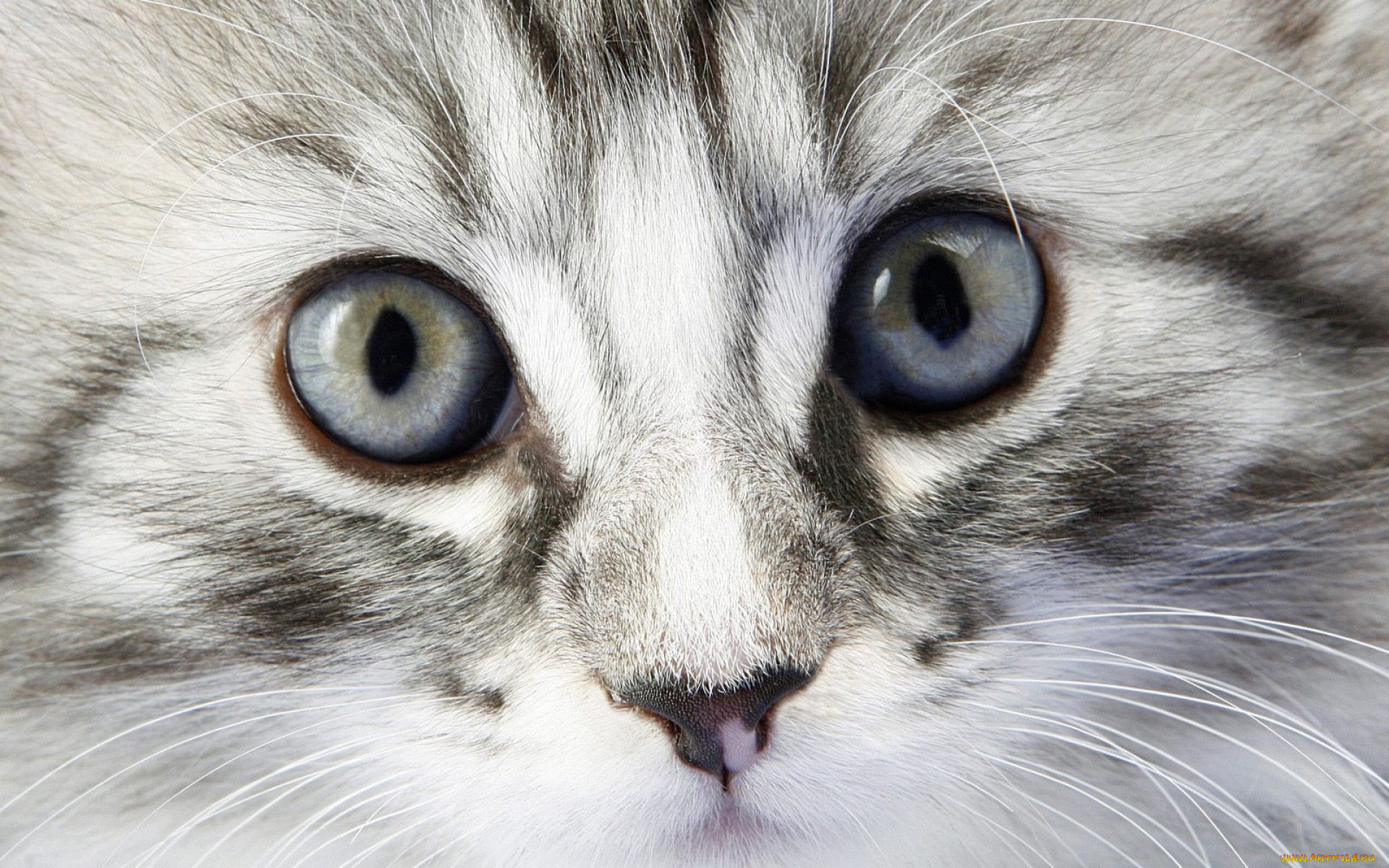 животные, коты