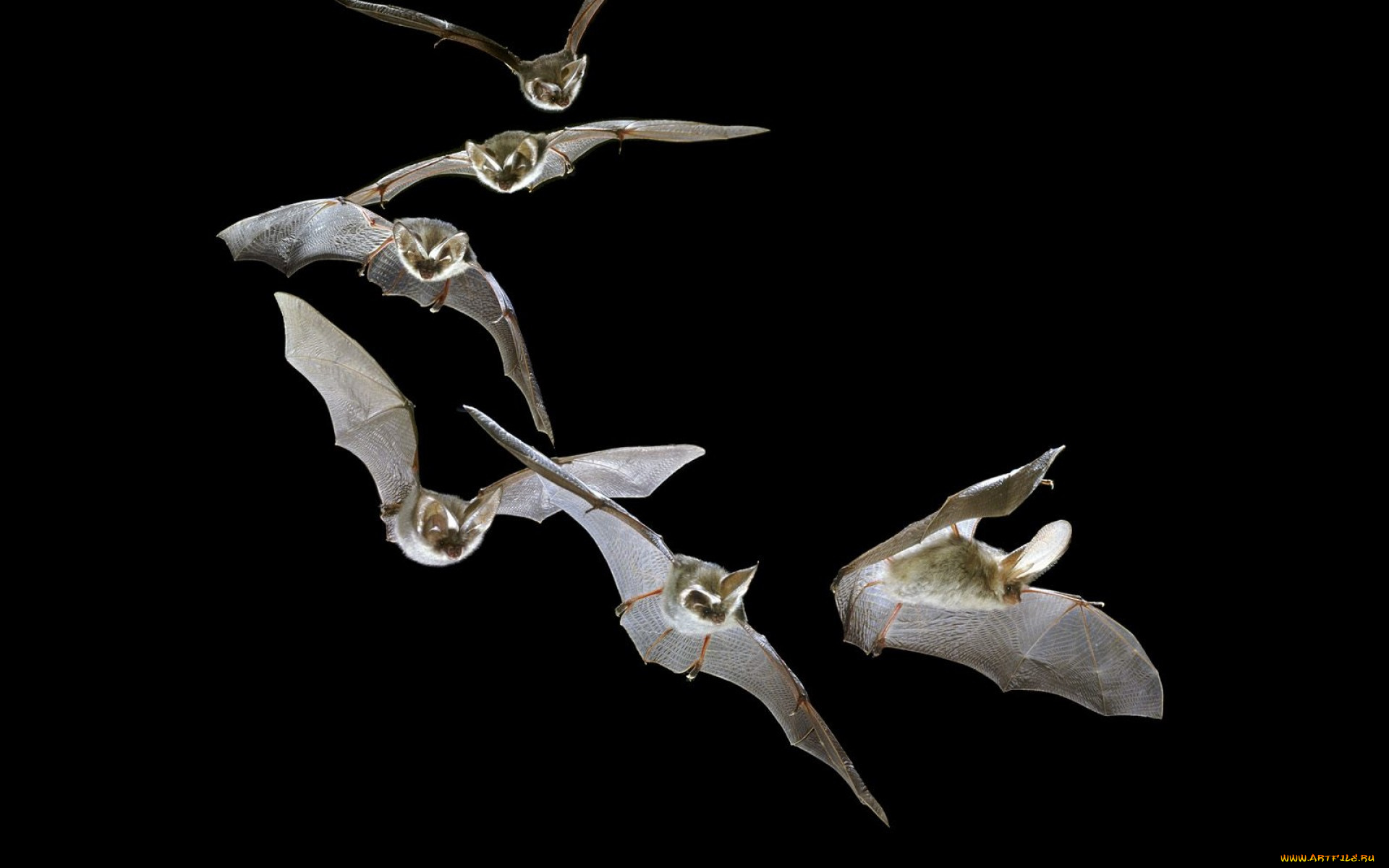 животные, летучие, мыши