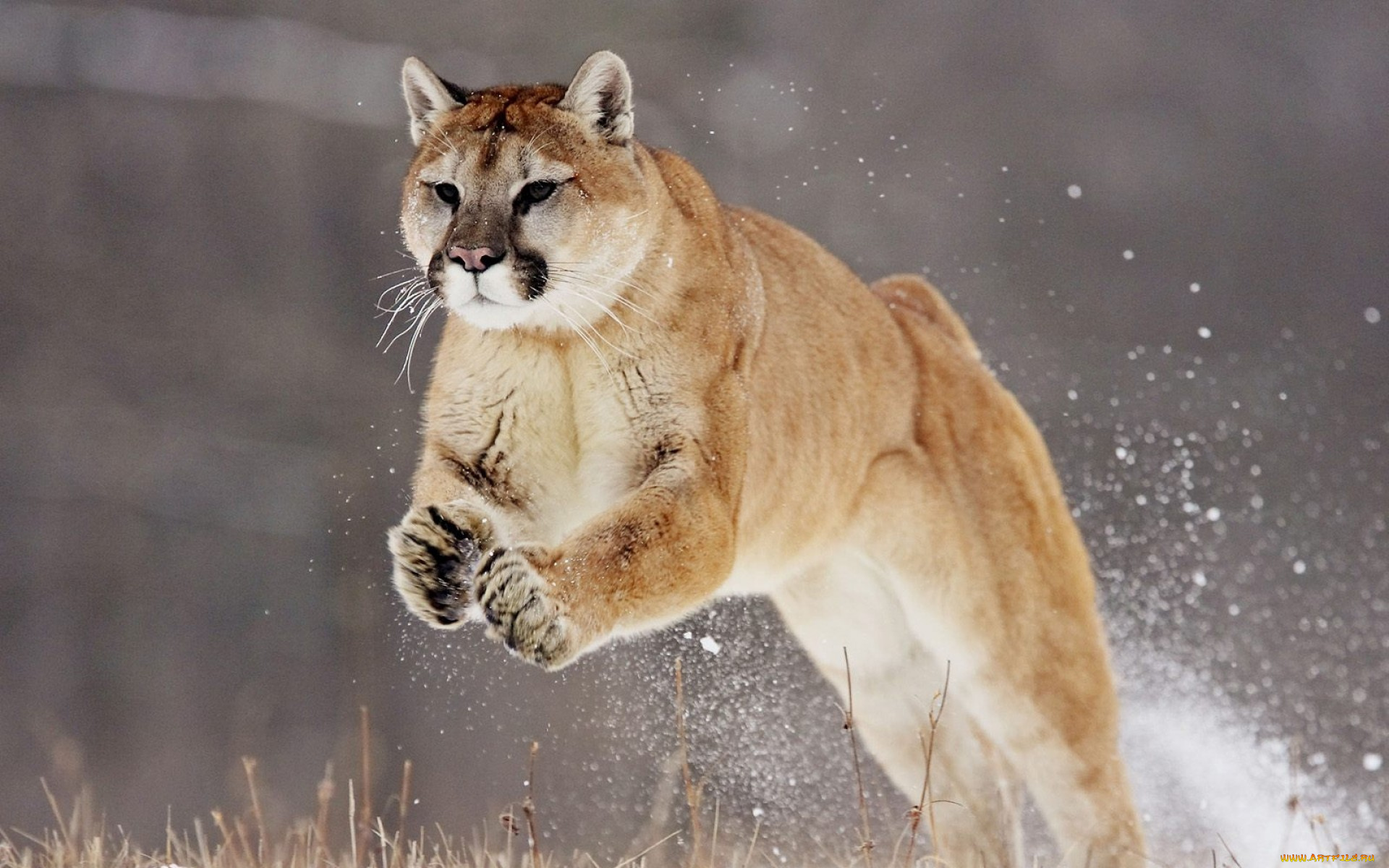 животные, пумы