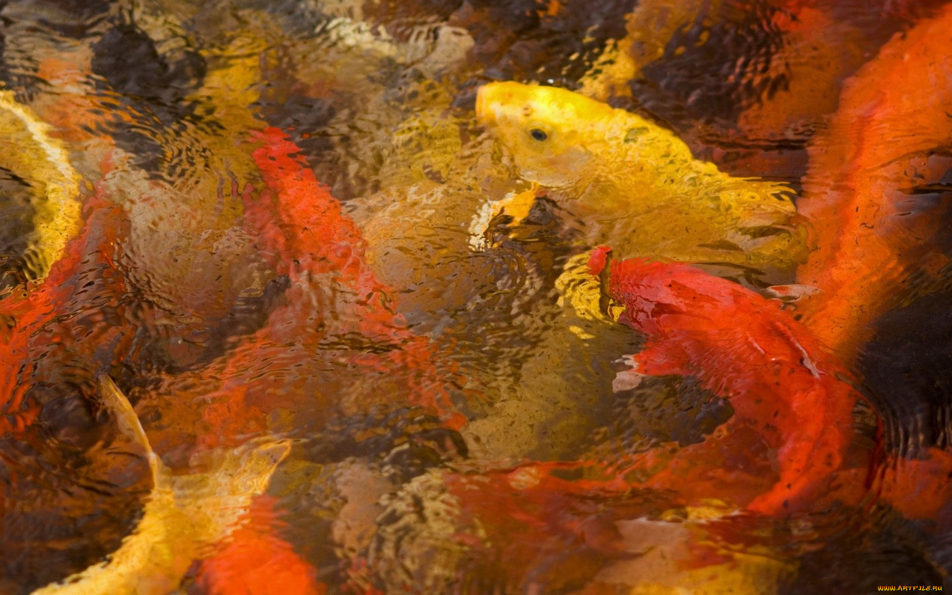 животные, рыбы