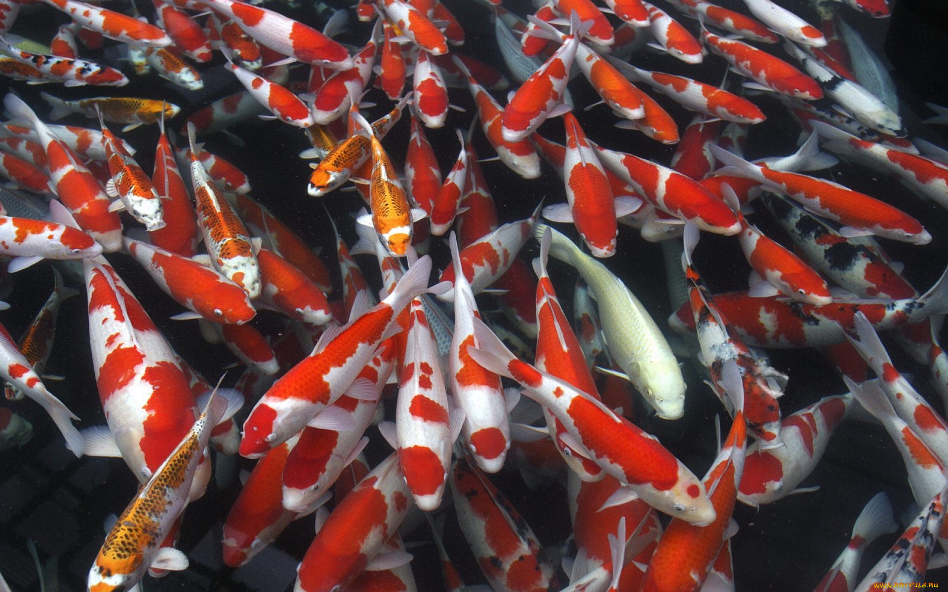 животные, рыбы